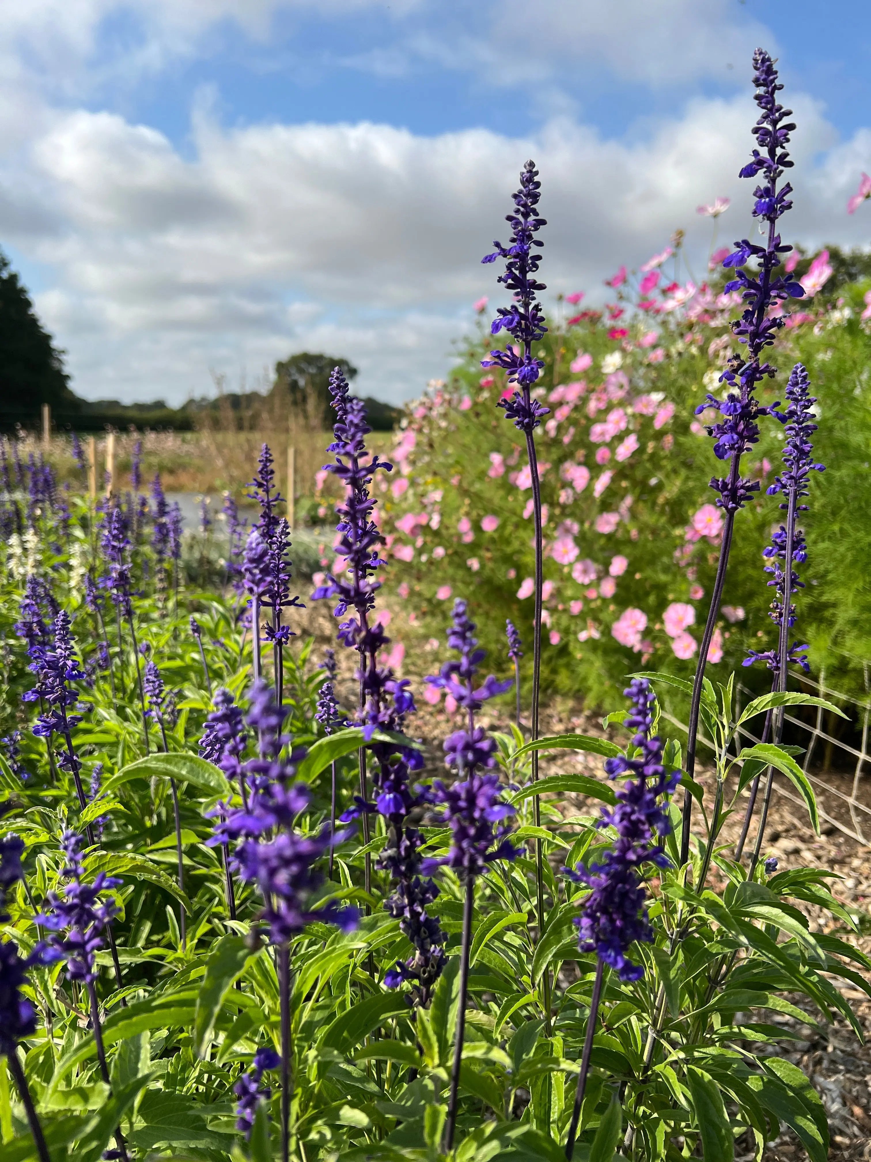 Salvia Victoria Blue - REGN