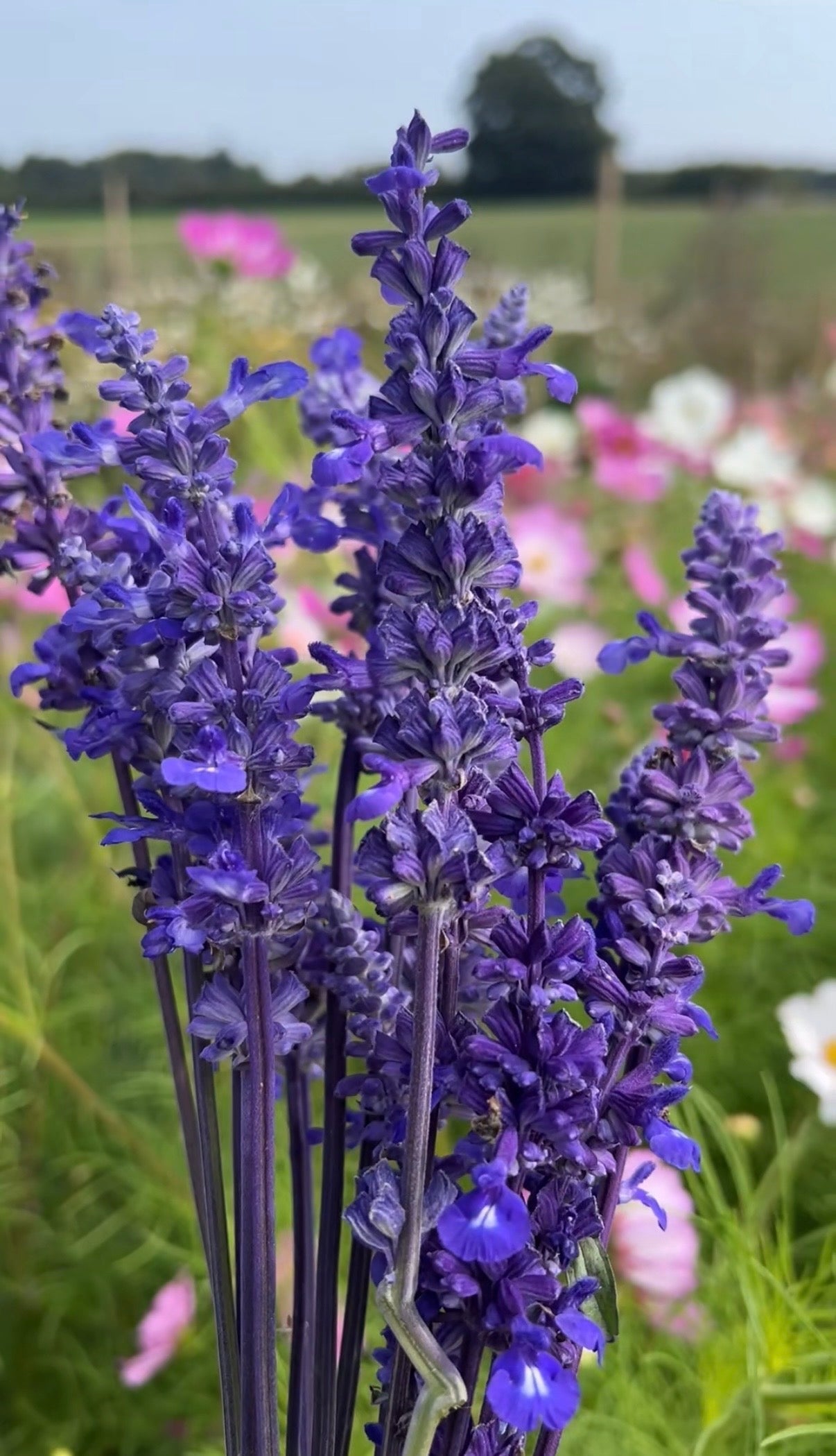 Salvia Victoria Blue - REGN
