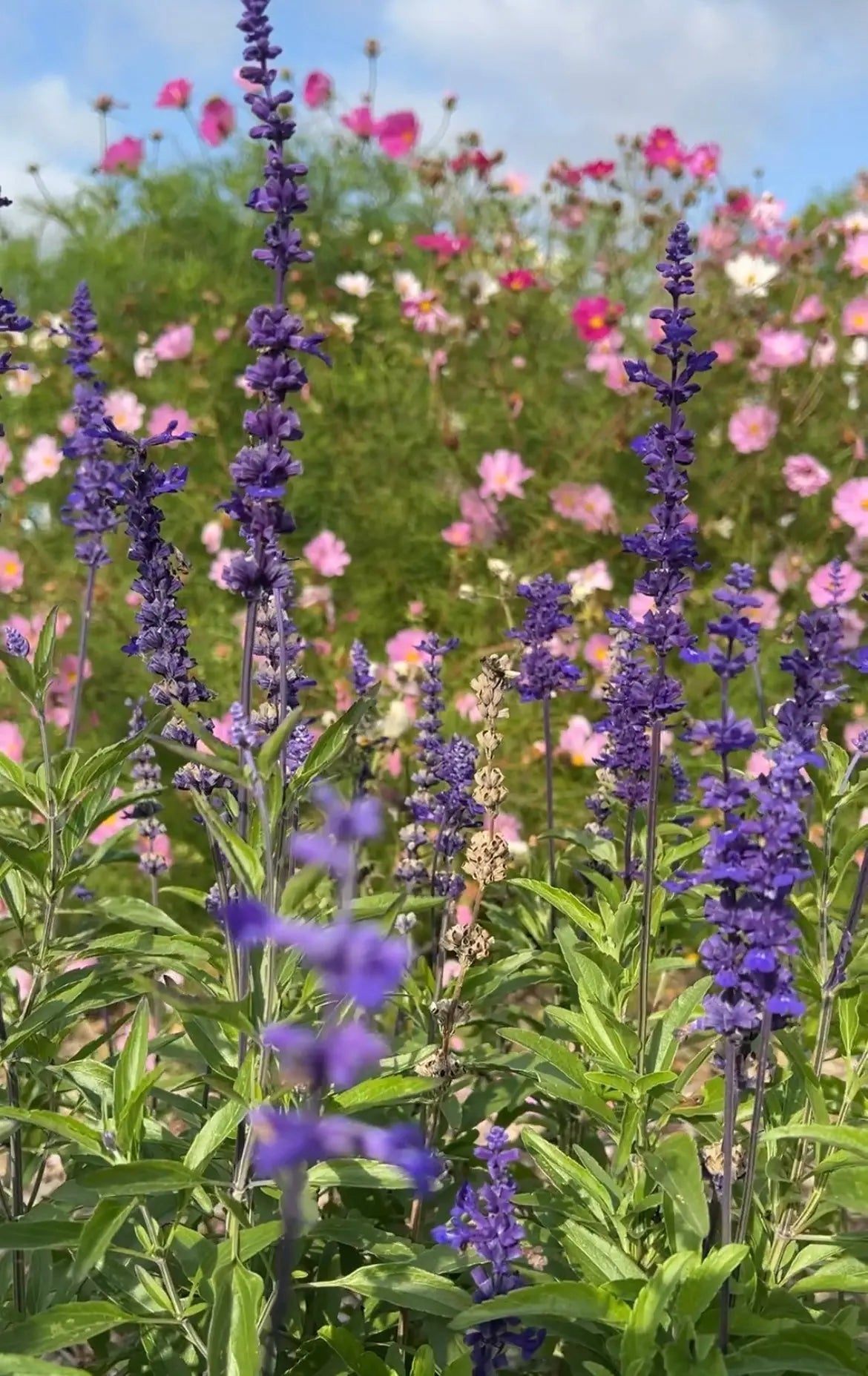 Salvia Victoria Blue - REGN