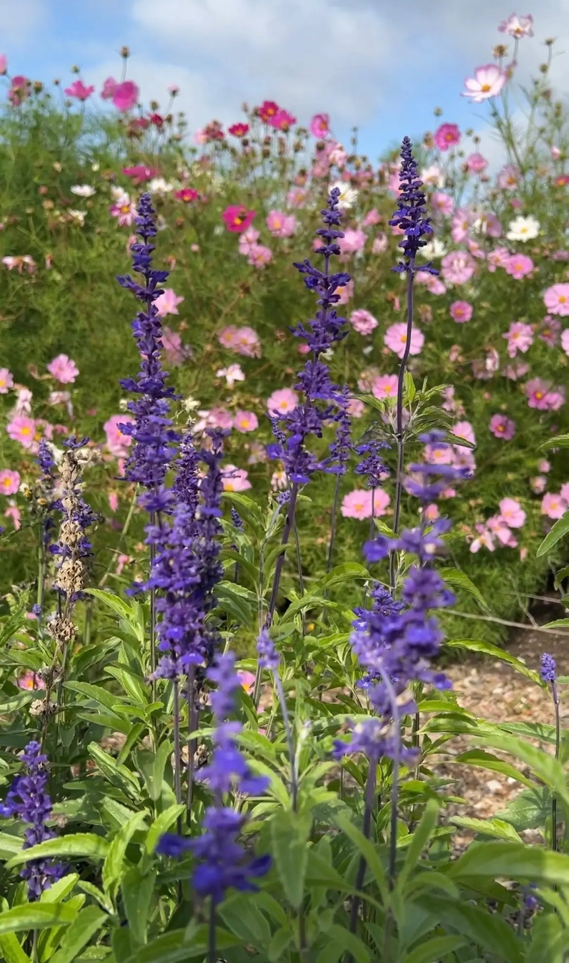 Salvia Victoria Blue - REGN