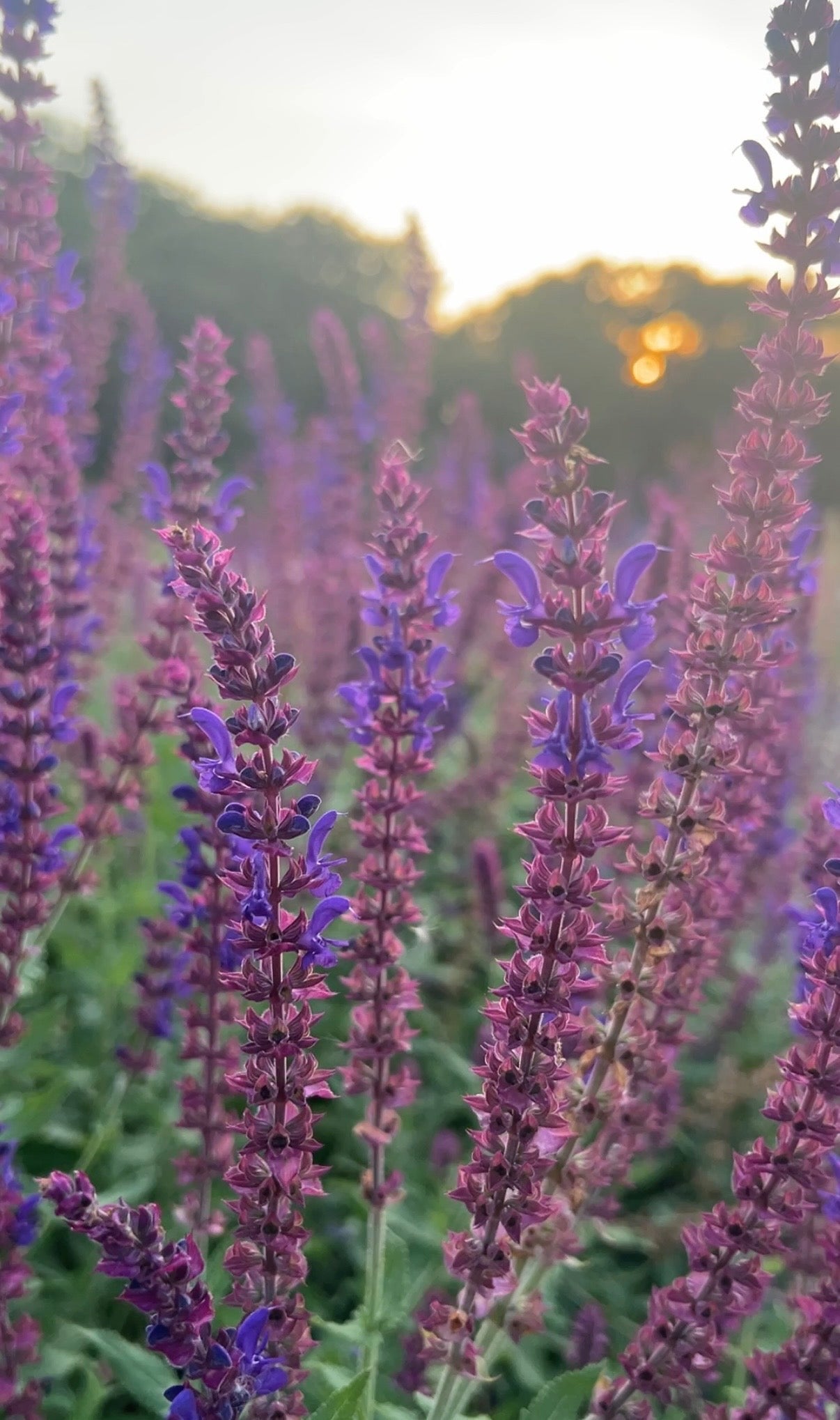 Salvia Violet Queen - REGN