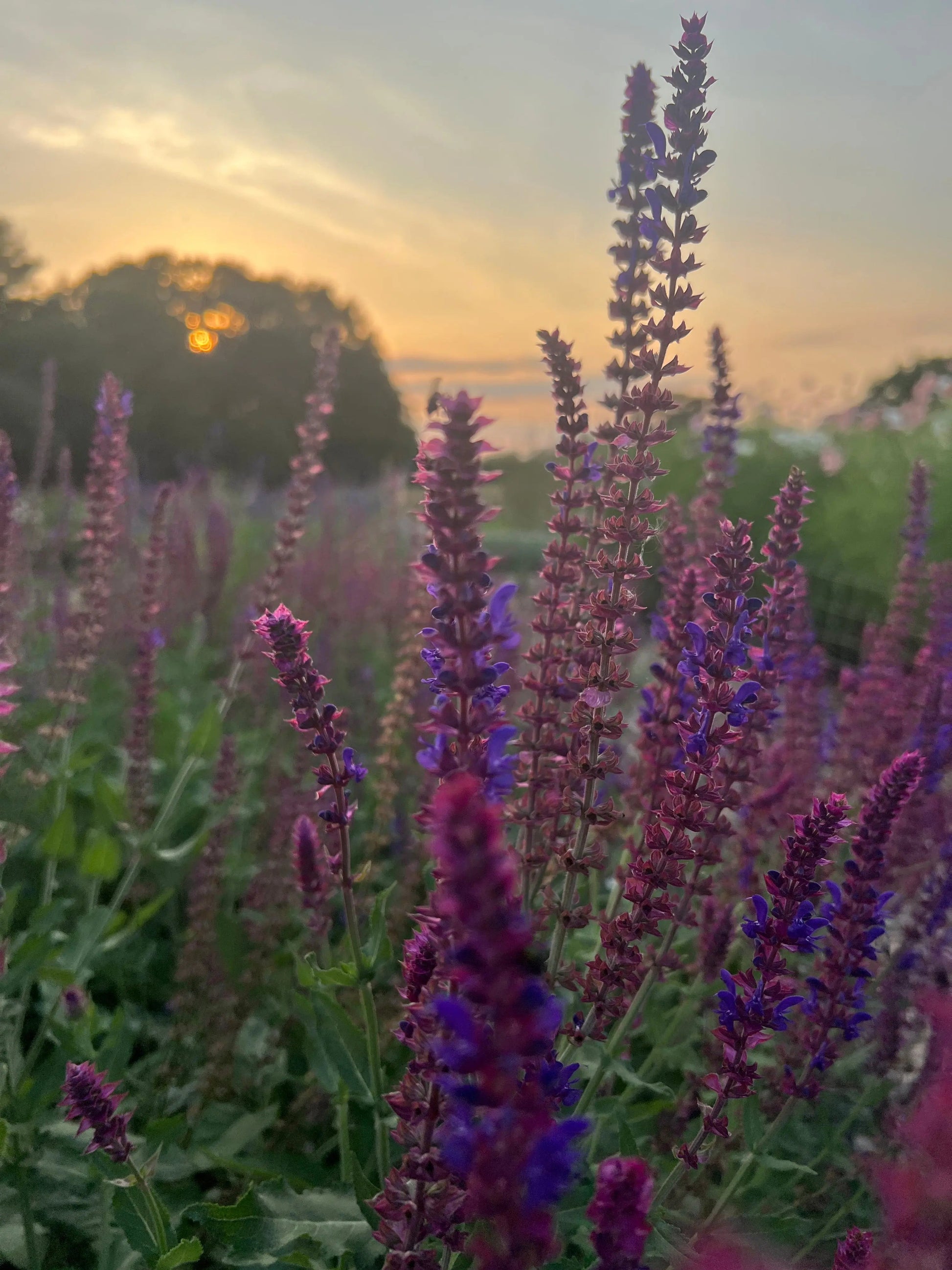Salvia Violet Queen - REGN