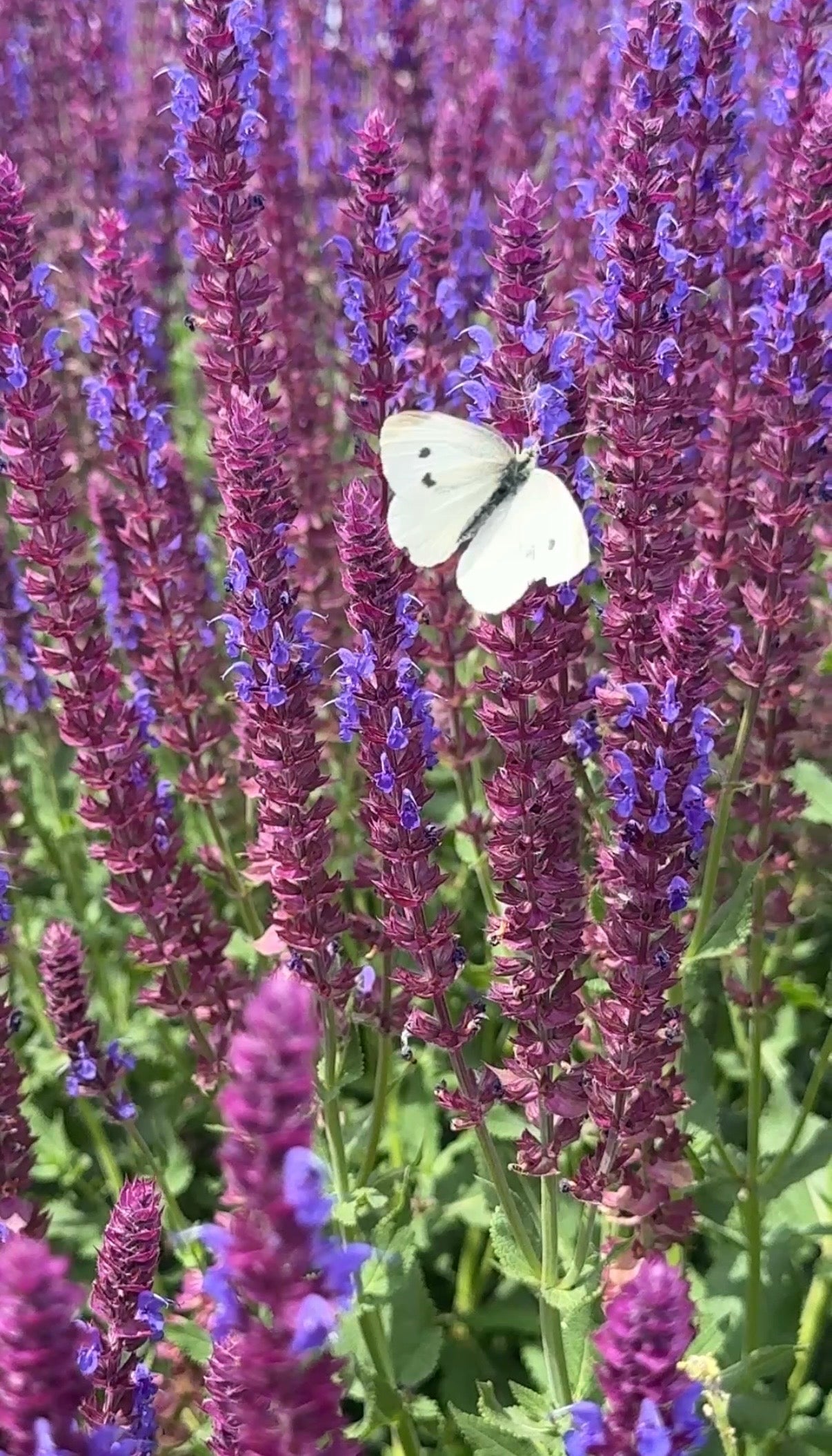 Salvia Violet Queen - REGN