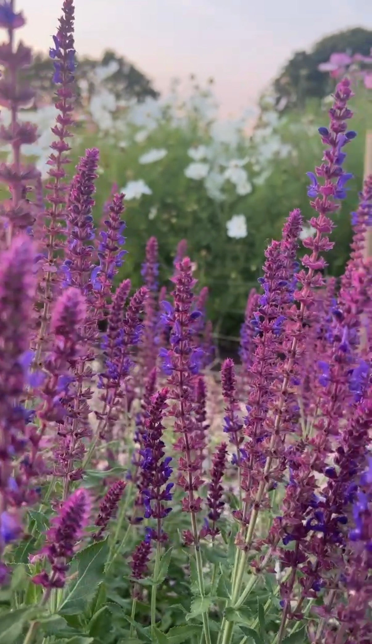 Salvia Violet Queen - REGN