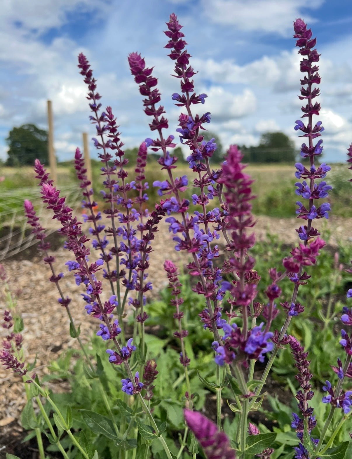 Salvia Violet Queen - REGN