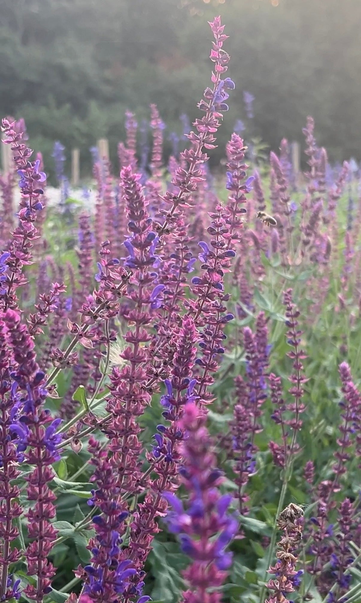 Salvia Violet Queen - REGN