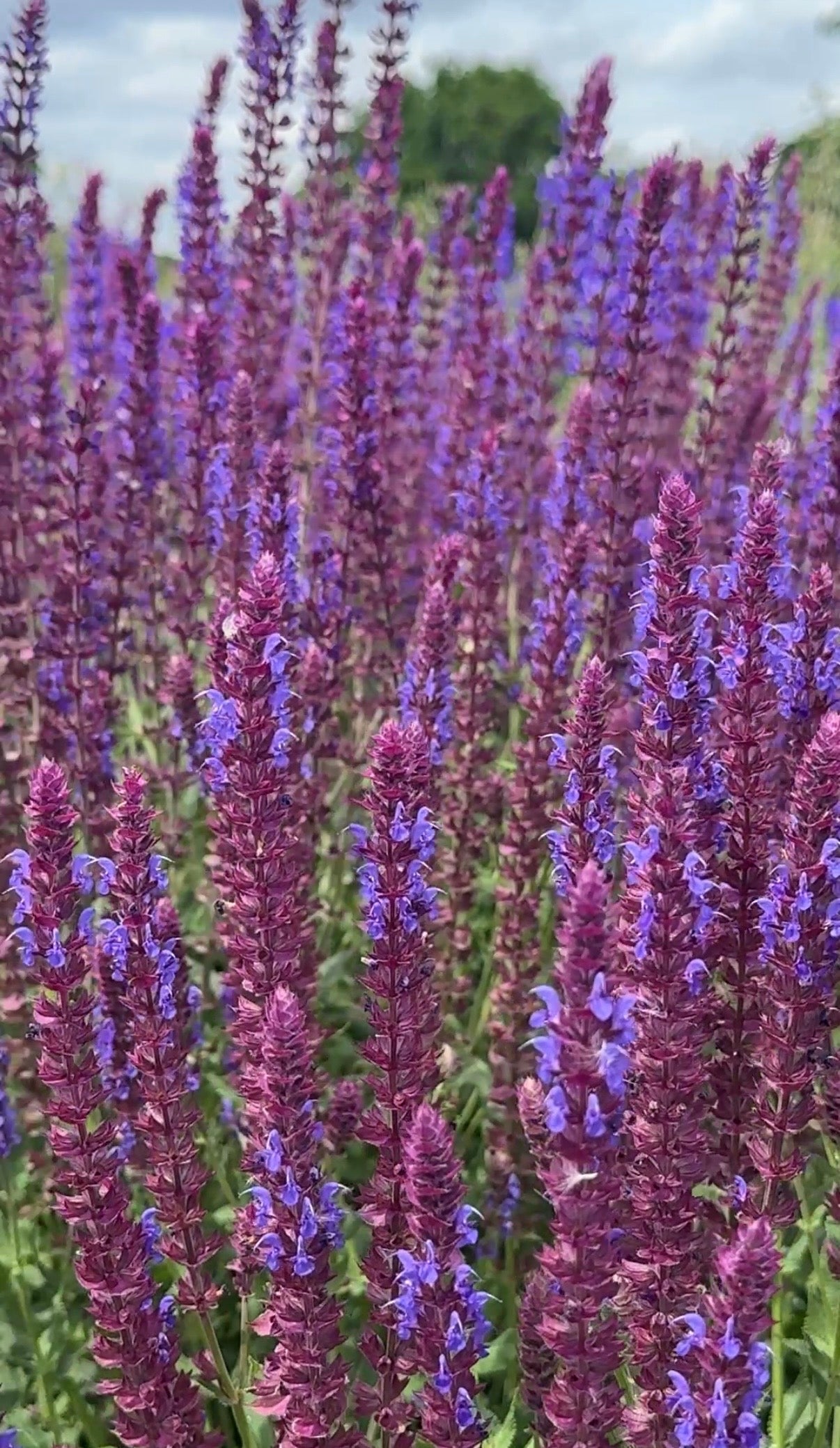 Salvia Violet Queen - REGN