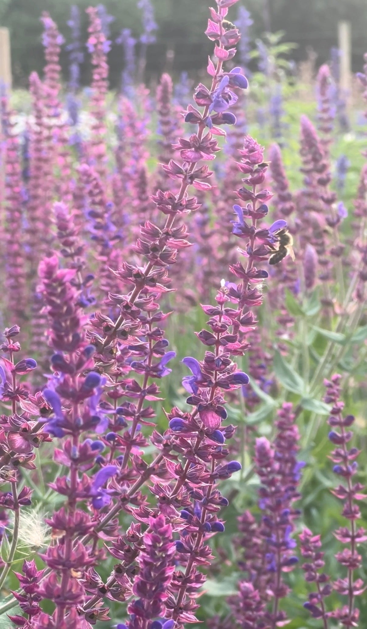 Salvia Violet Queen - REGN