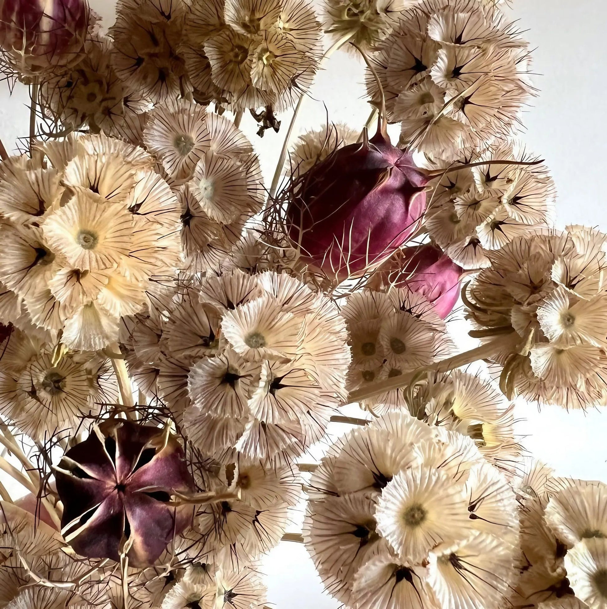 Scabiosa 'Drumstick' - REGN