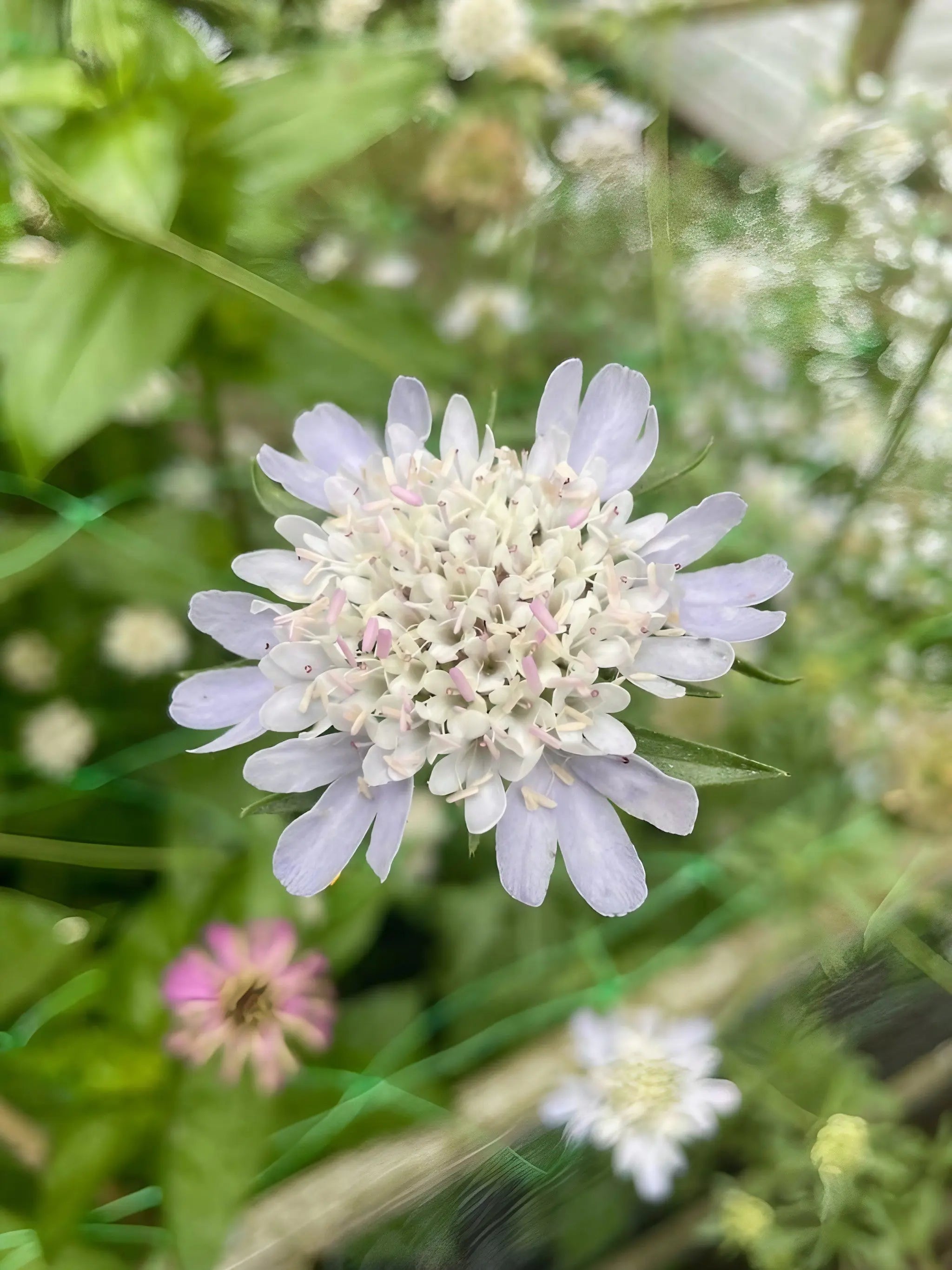 Scabiosa 'Drumstick' - REGN