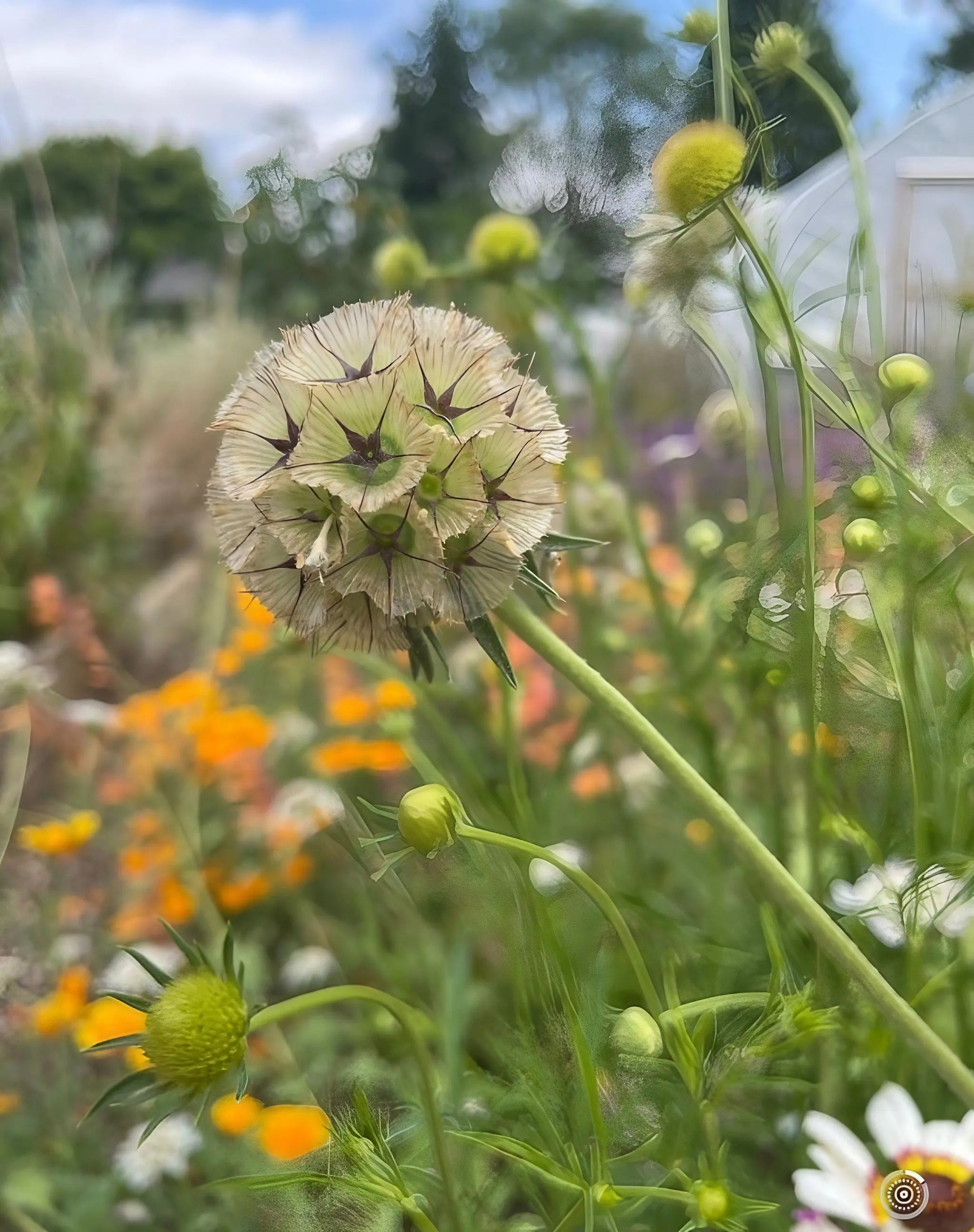 Scabiosa 'Drumstick' - REGN
