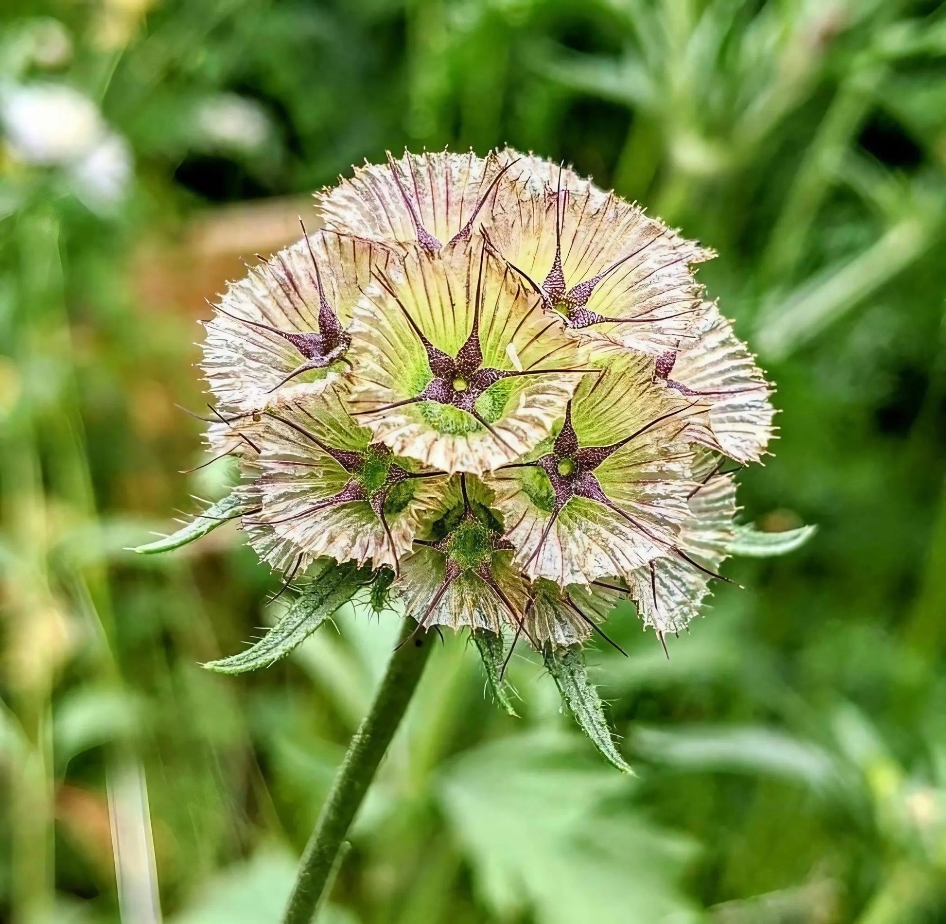 Scabiosa 'Drumstick' - REGN