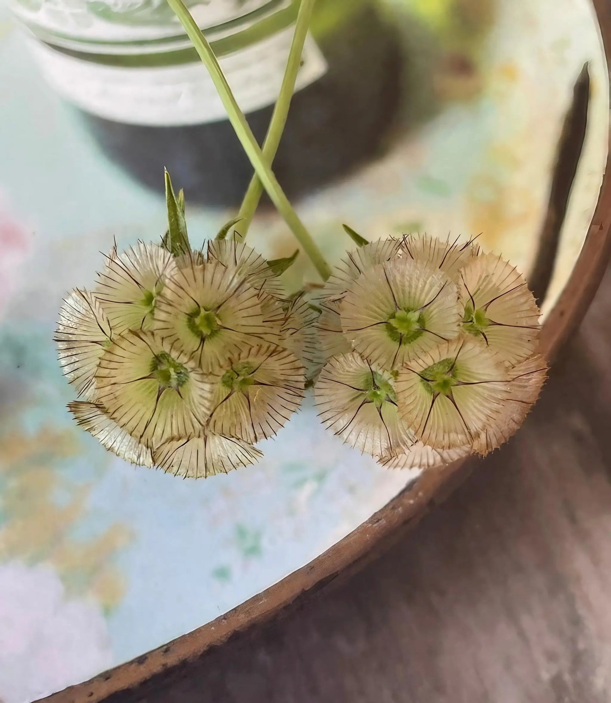Scabiosa 'Drumstick' - REGN