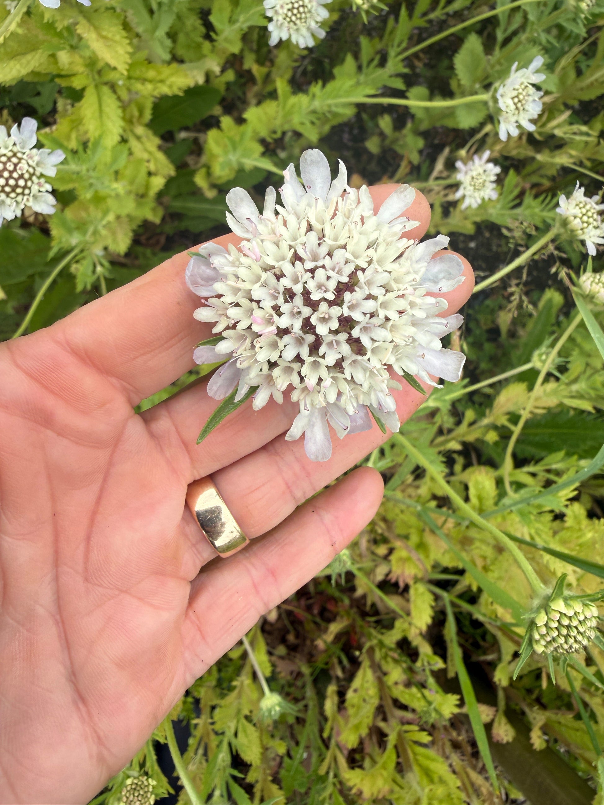 Scabiosa 'Drumstick' - REGN