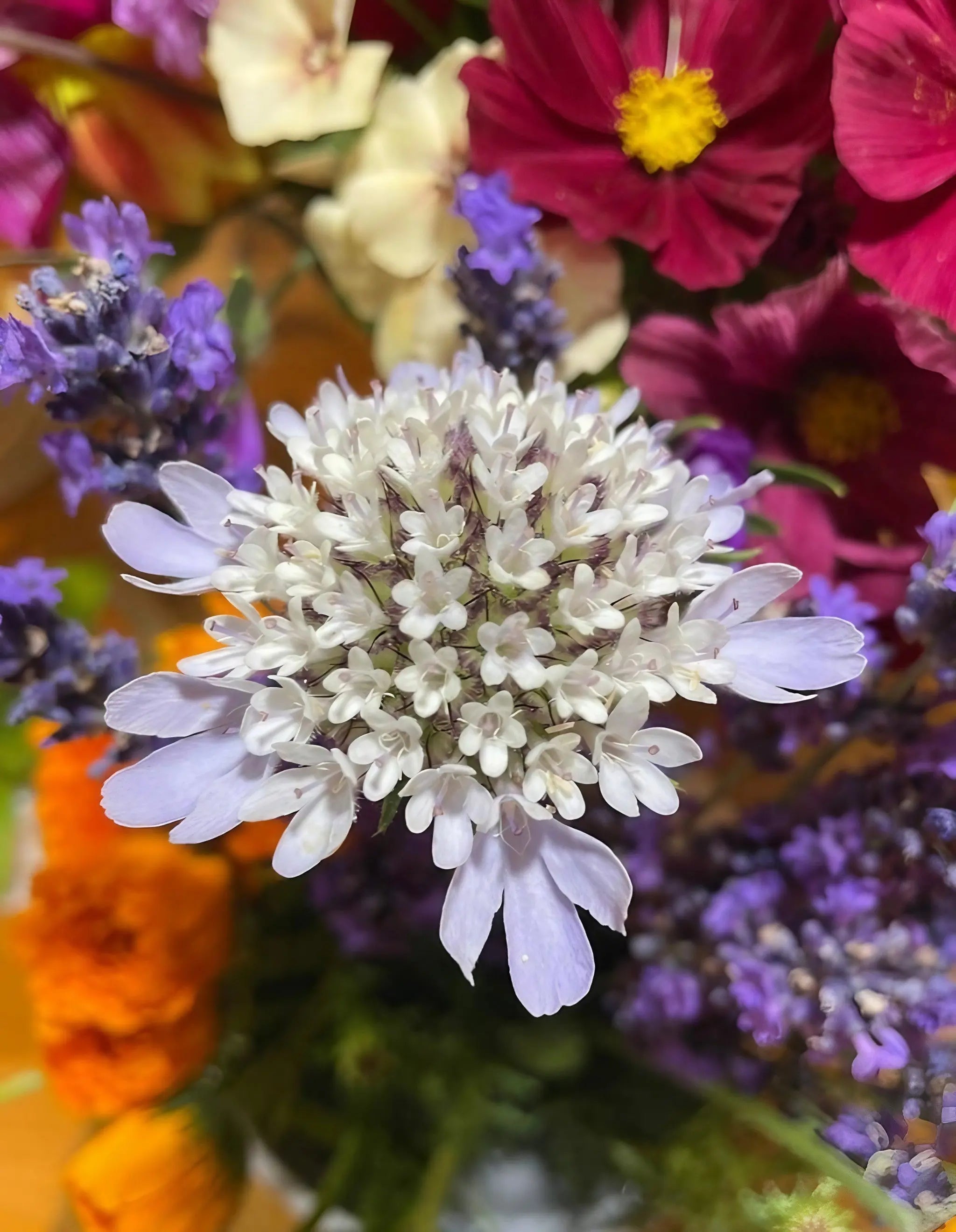 Scabiosa 'Drumstick' - REGN