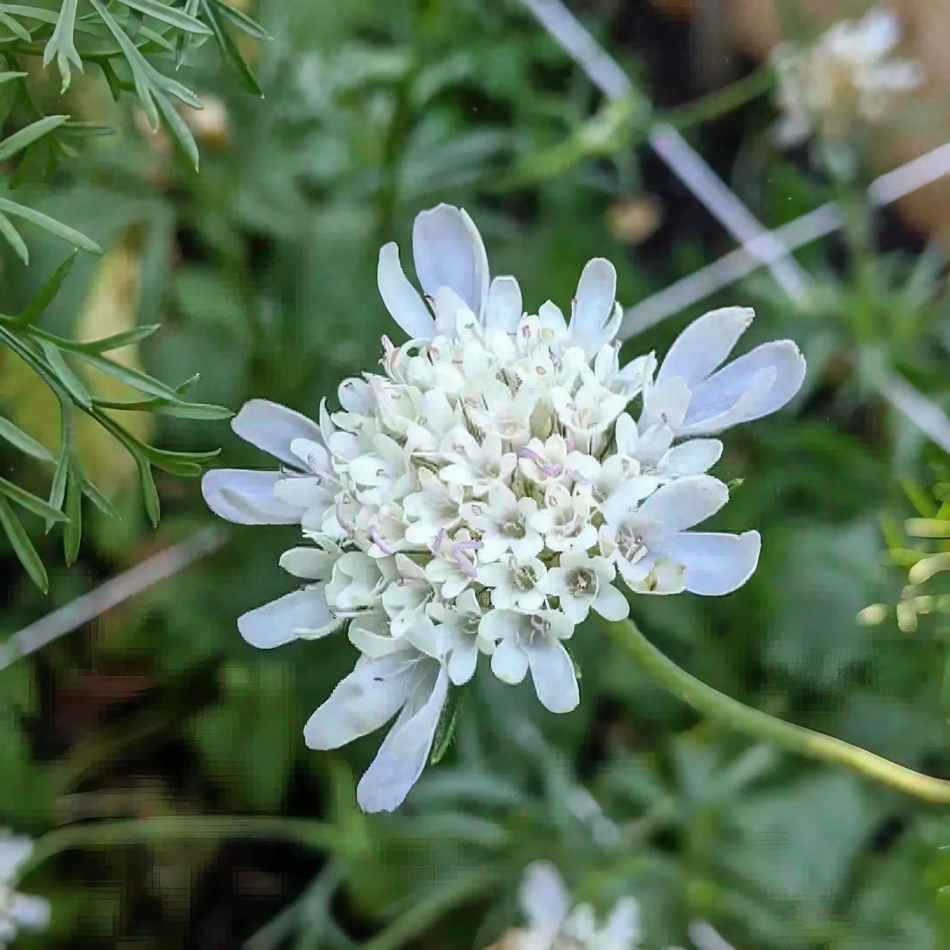 Scabiosa 'Drumstick' - REGN