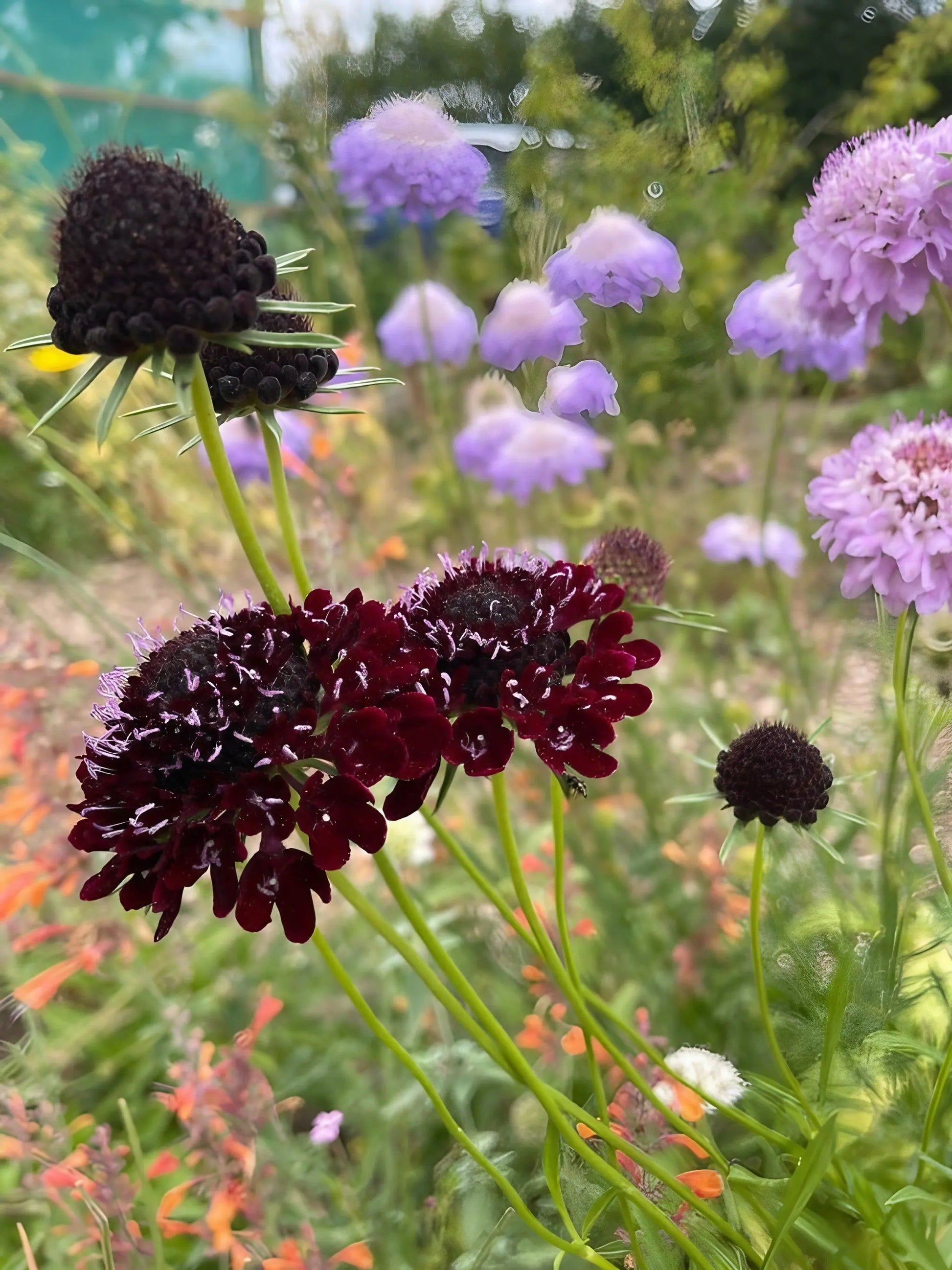 Scabious Black Knight - REGN