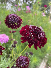 Scabious Black Knight - REGN