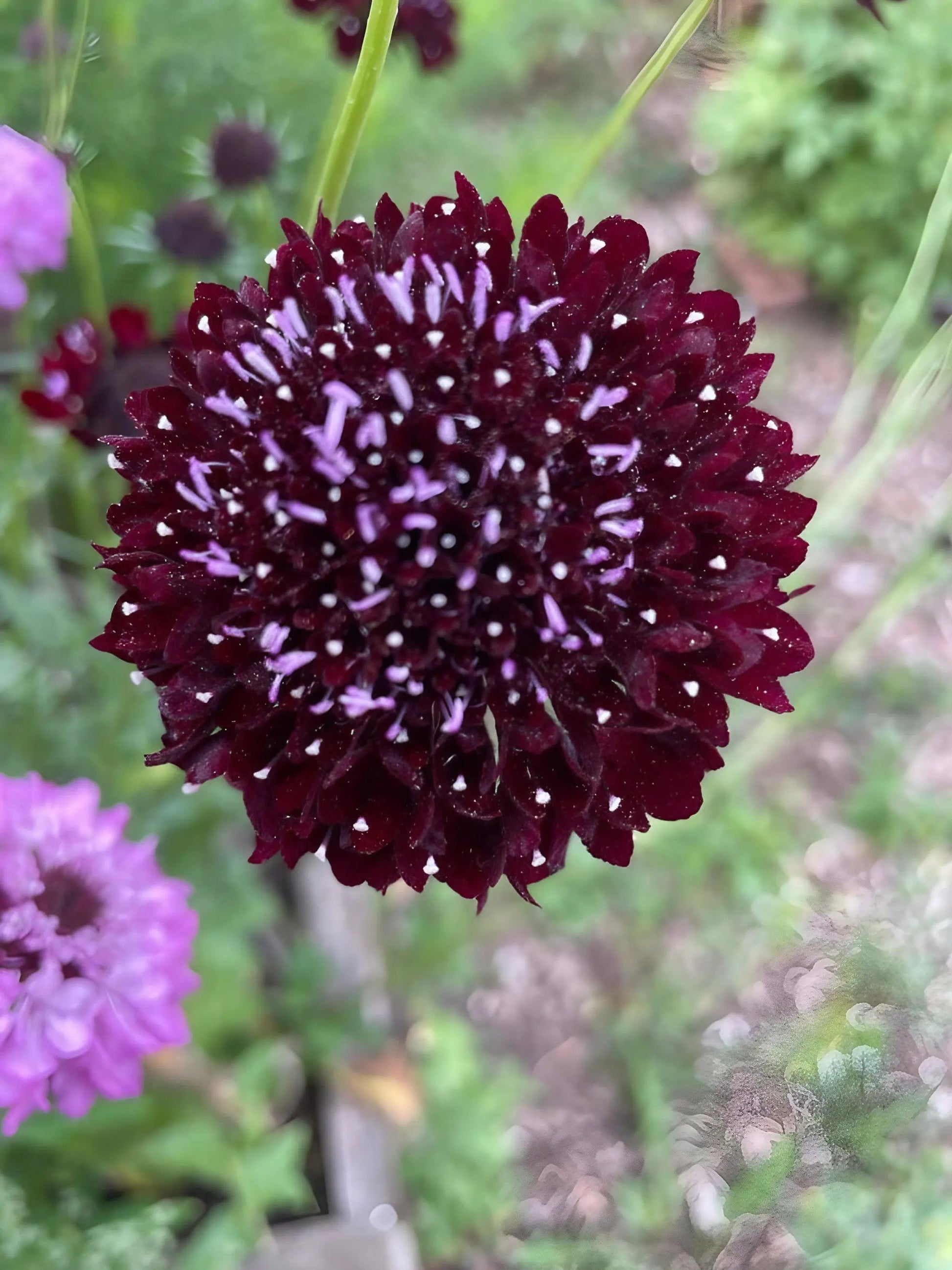 Scabious Black Knight - REGN