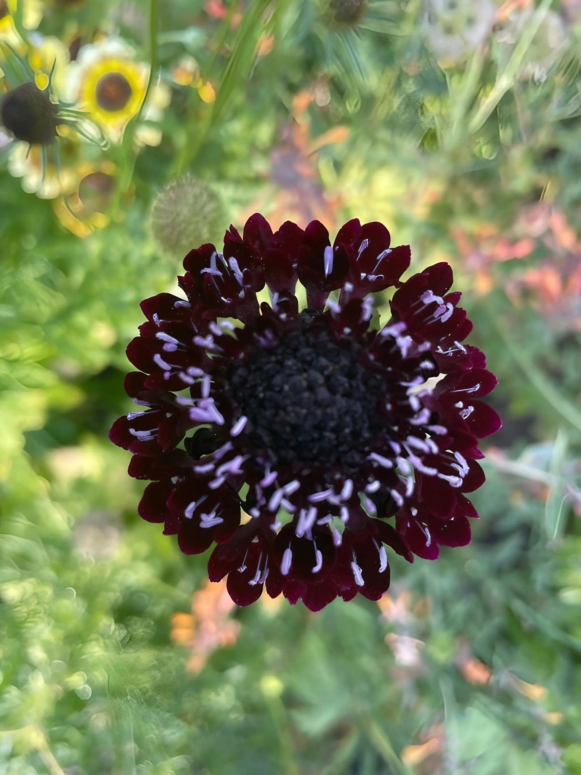 Scabious Black Knight - REGN