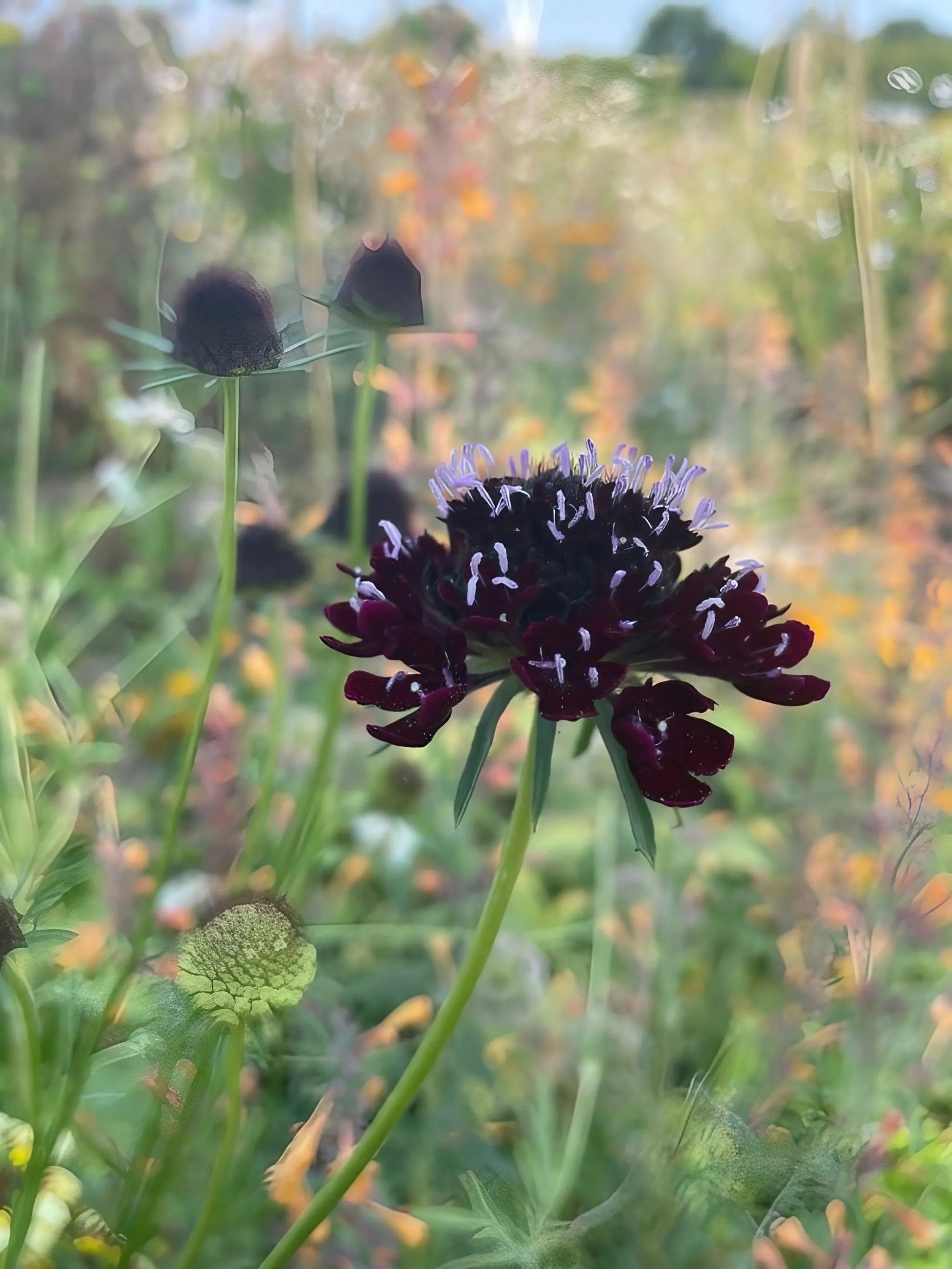 Scabious Black Knight - REGN