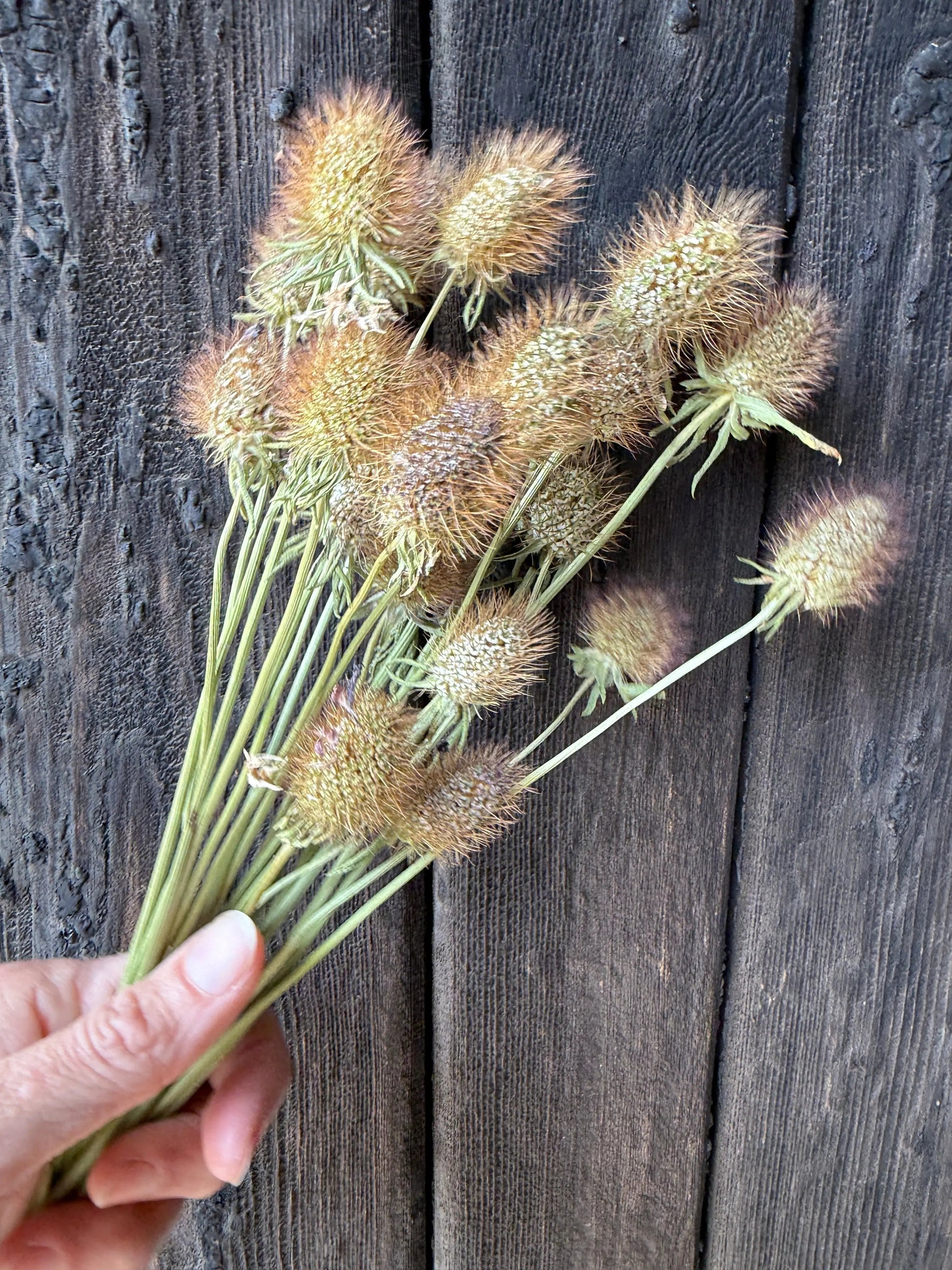 Scabious Heads Dried - REGN