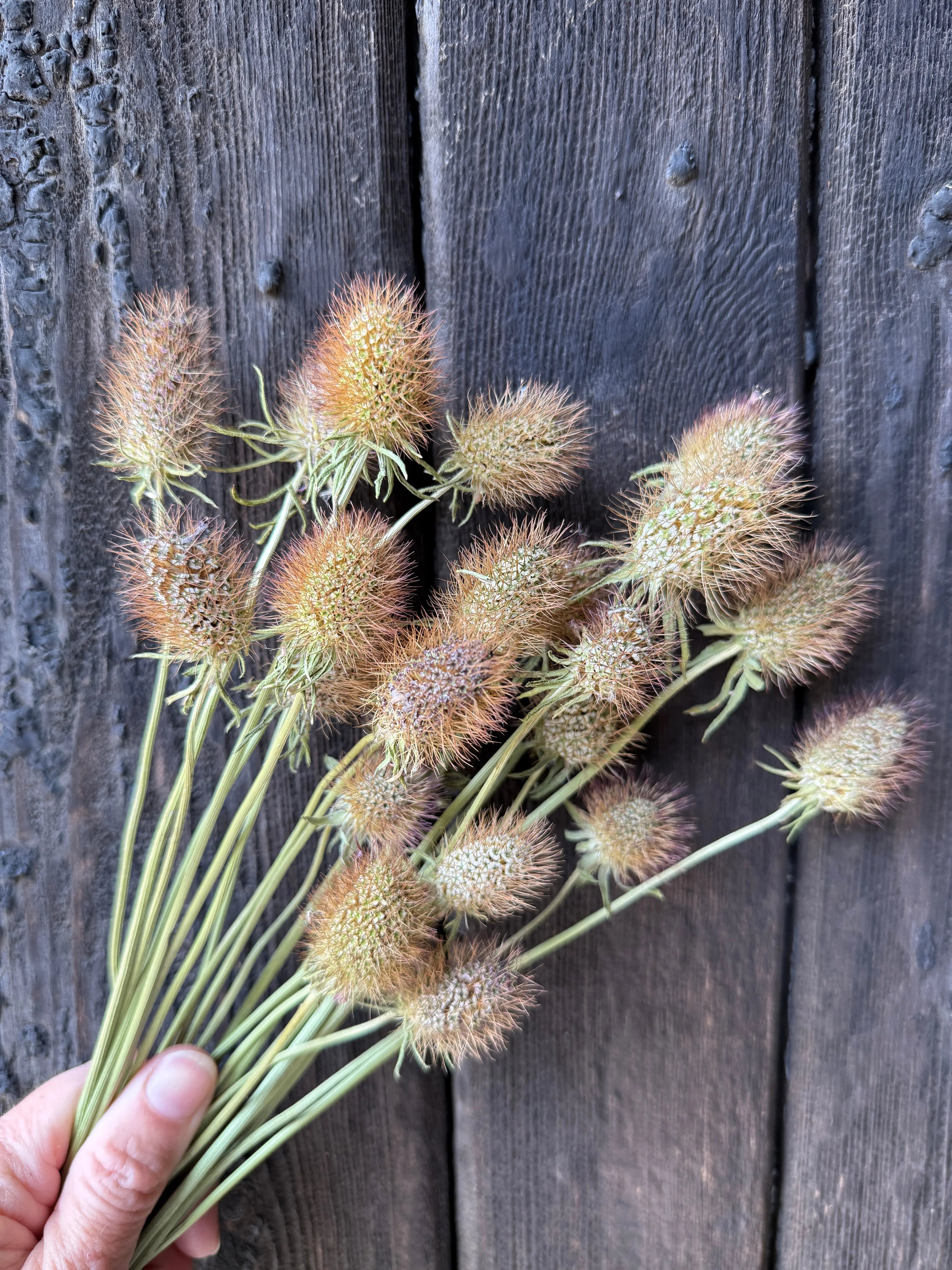 Scabious Heads Dried - REGN