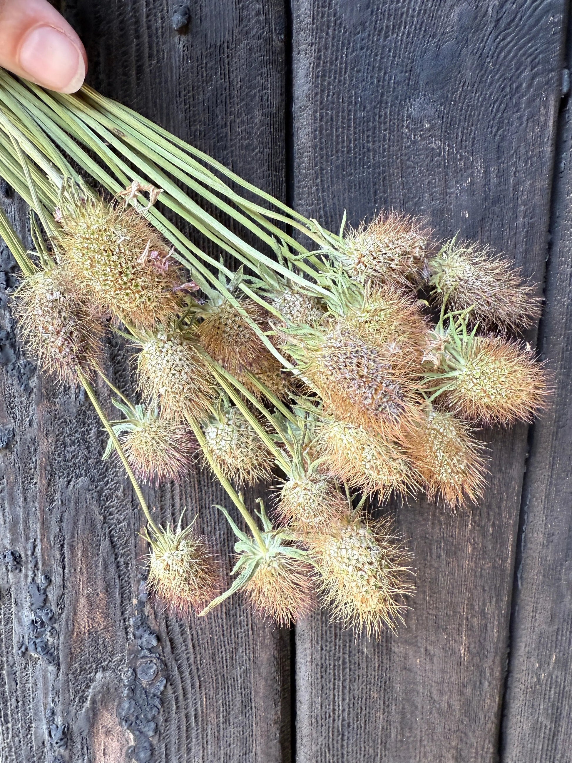 Scabious Heads Dried - REGN