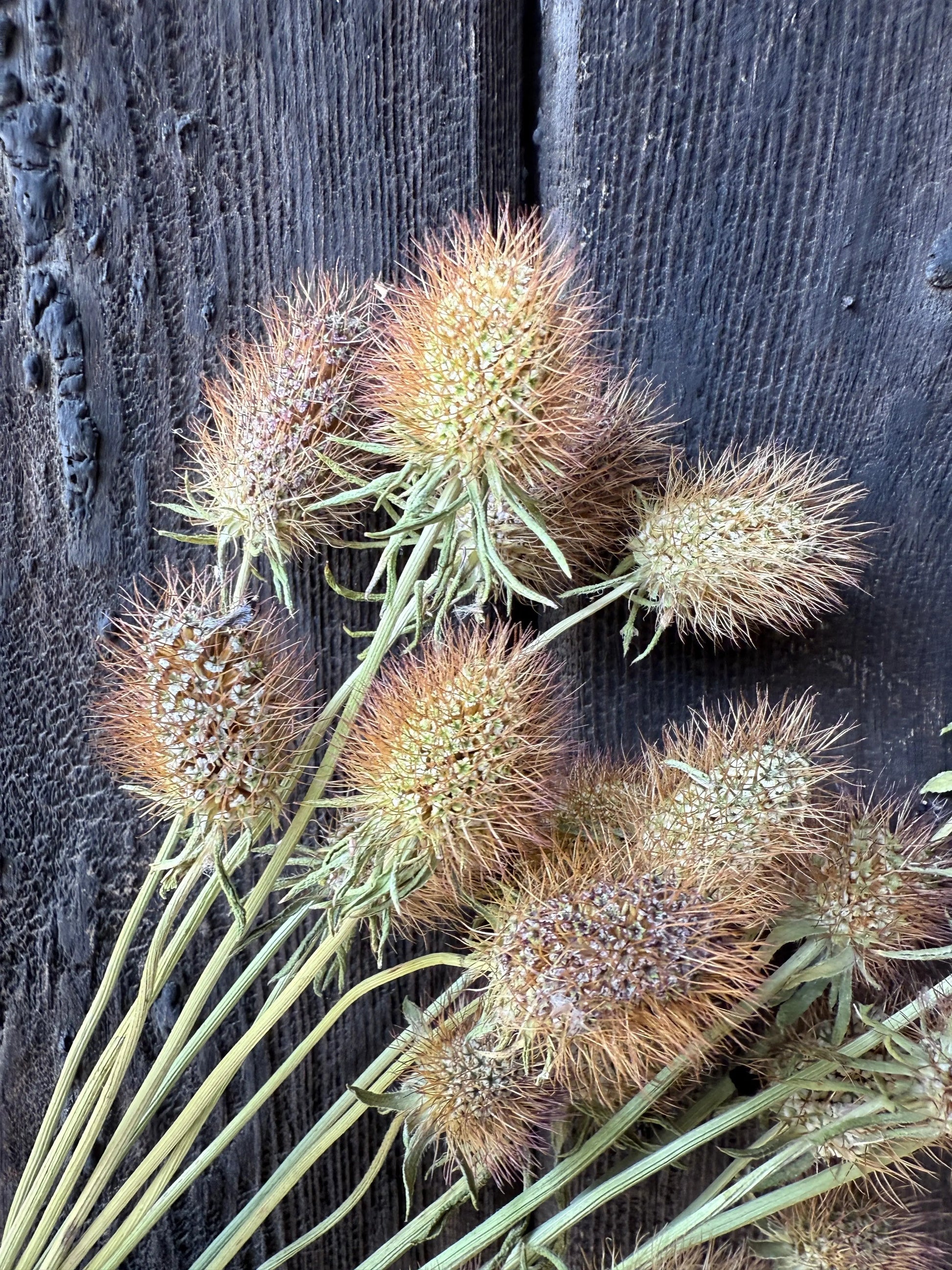 Scabious Heads Dried - REGN
