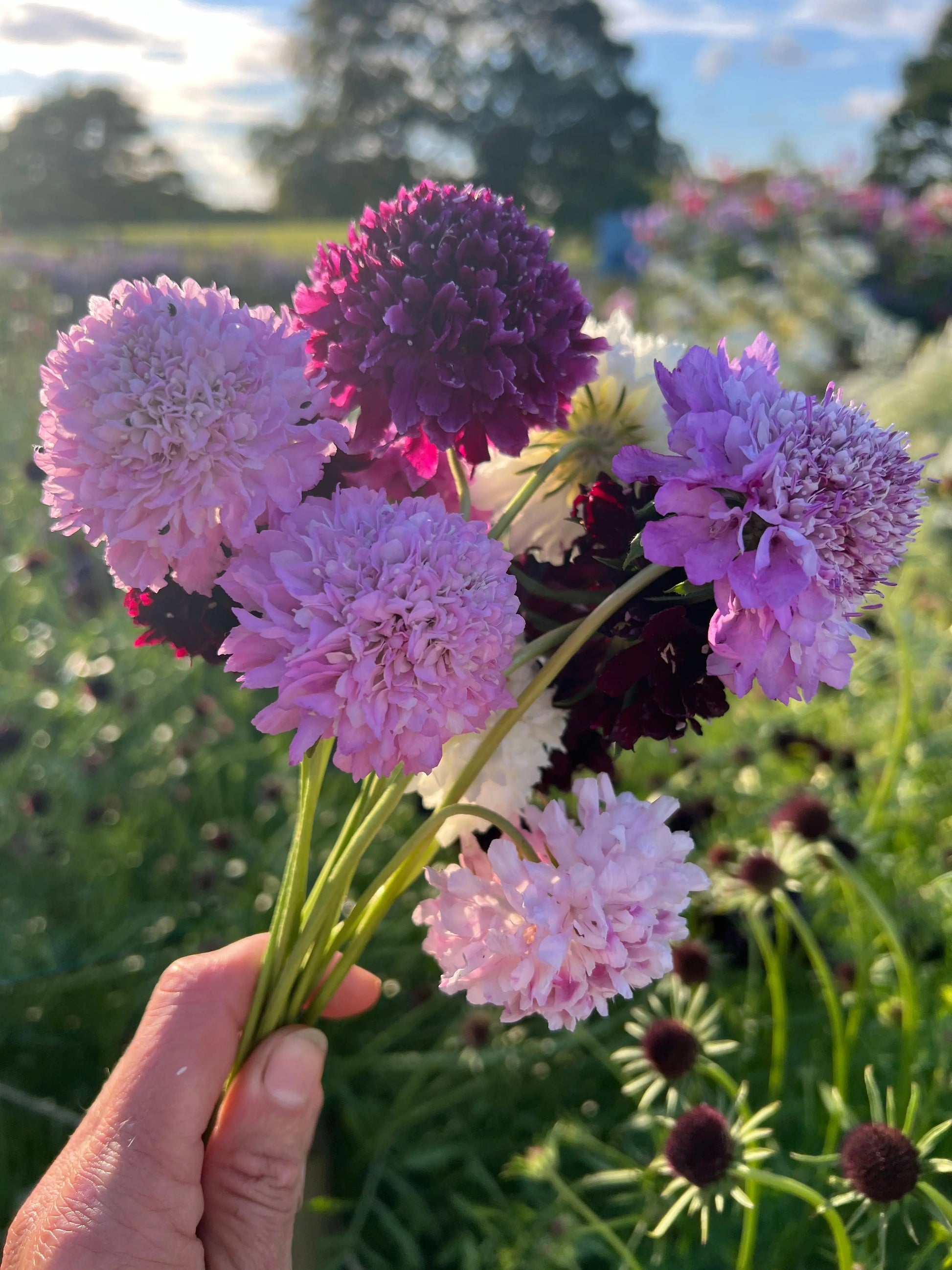 Scabious Imperial Mix - REGN