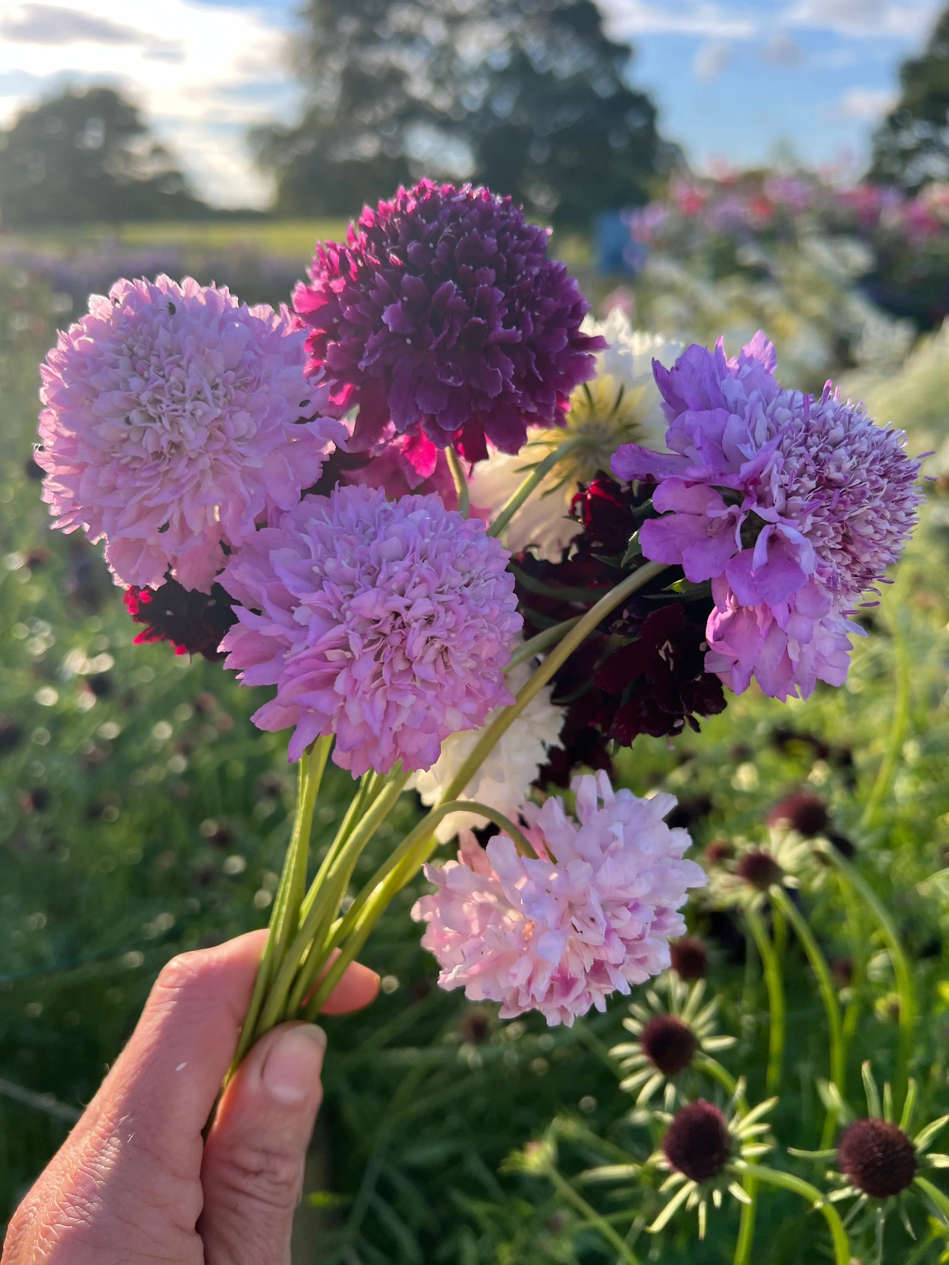 Scabious Imperial Mix - REGN