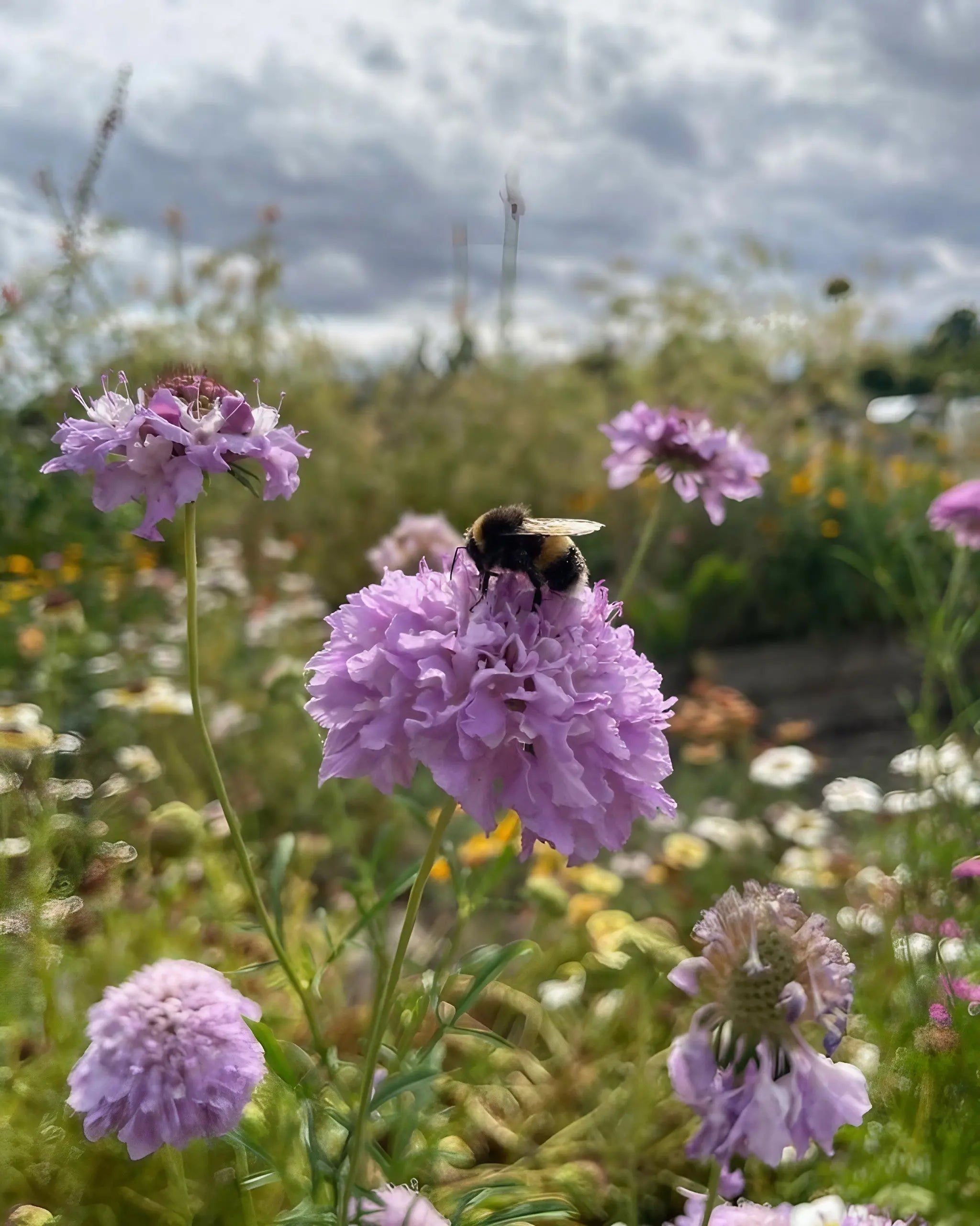 Scabious Imperial Mix - REGN