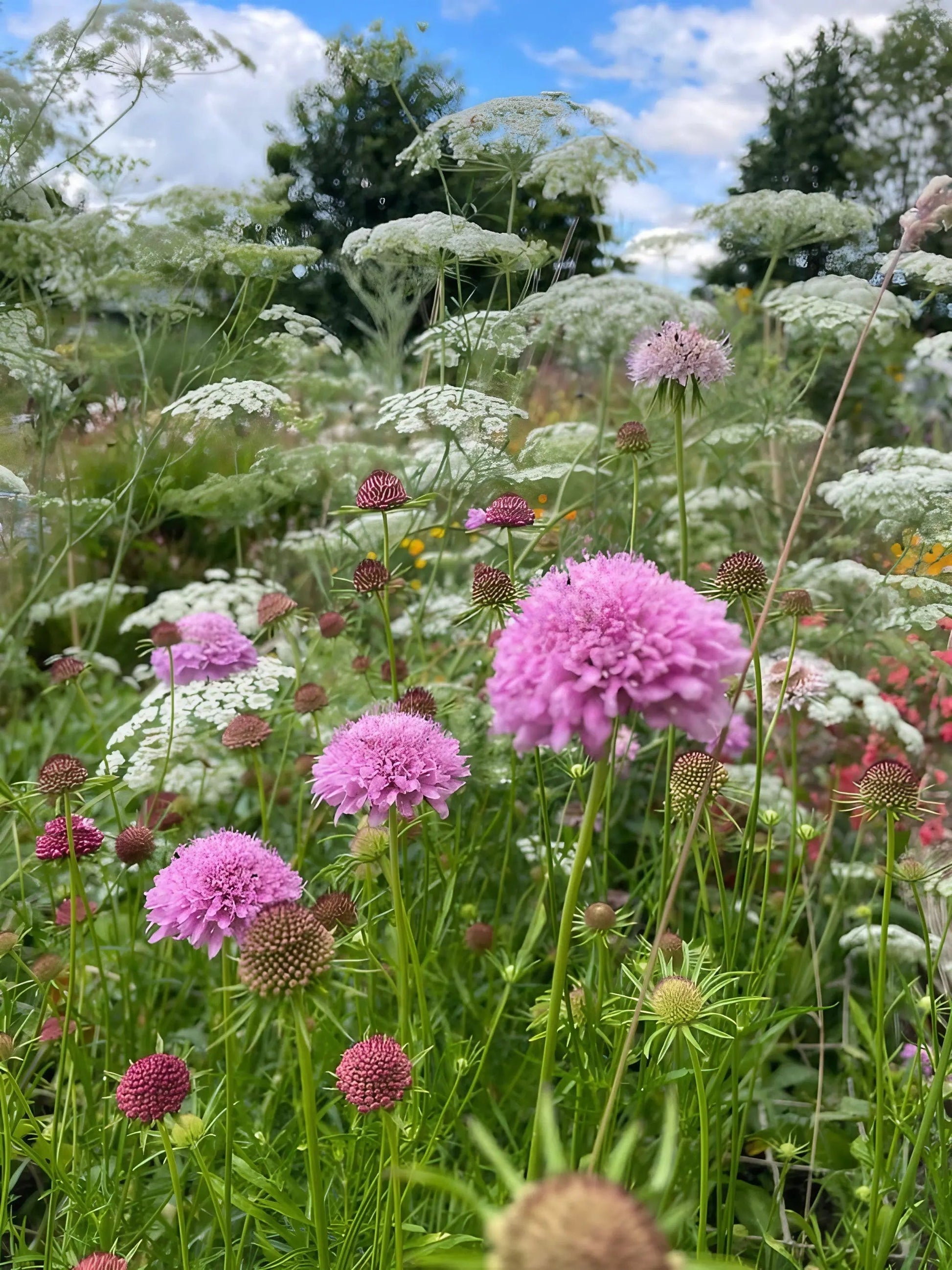 Scabious Imperial Mix - REGN