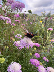 Scabious Imperial Mix - REGN