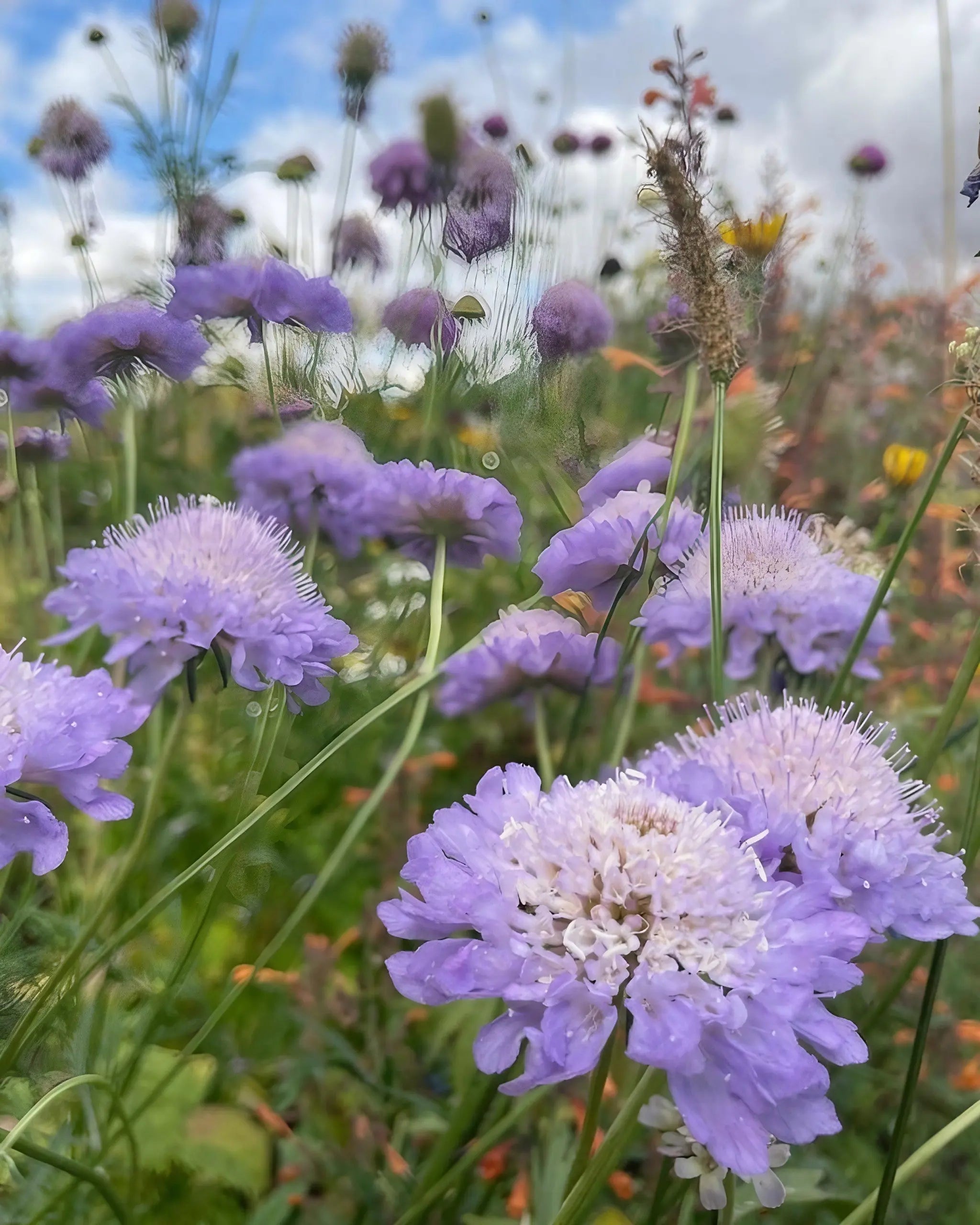 Scabious Imperial Mix - REGN
