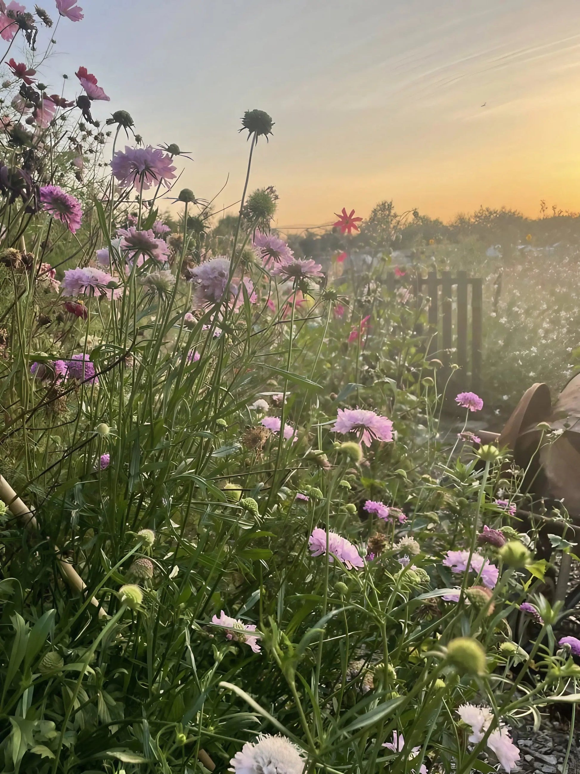 Scabious Imperial Mix - REGN