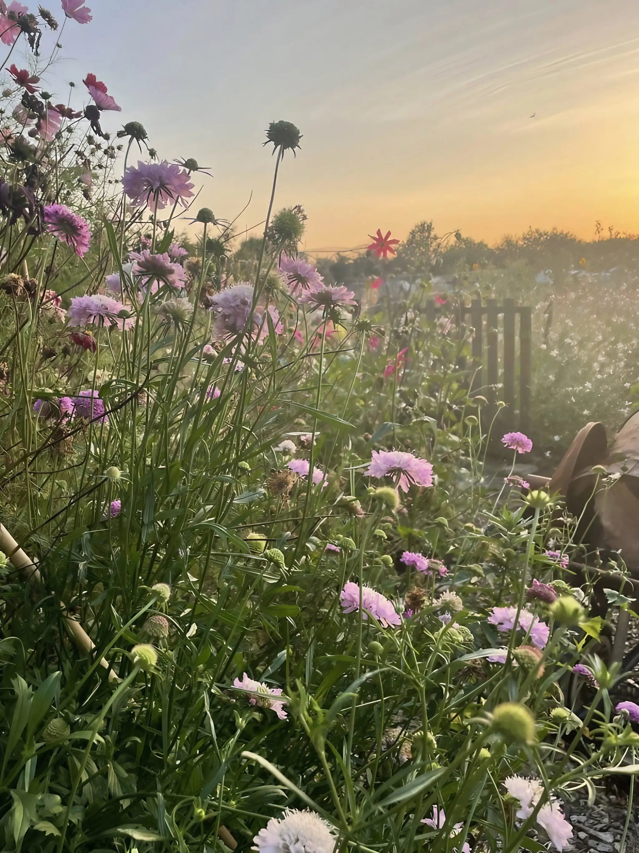 Scabious Imperial Mix - REGN