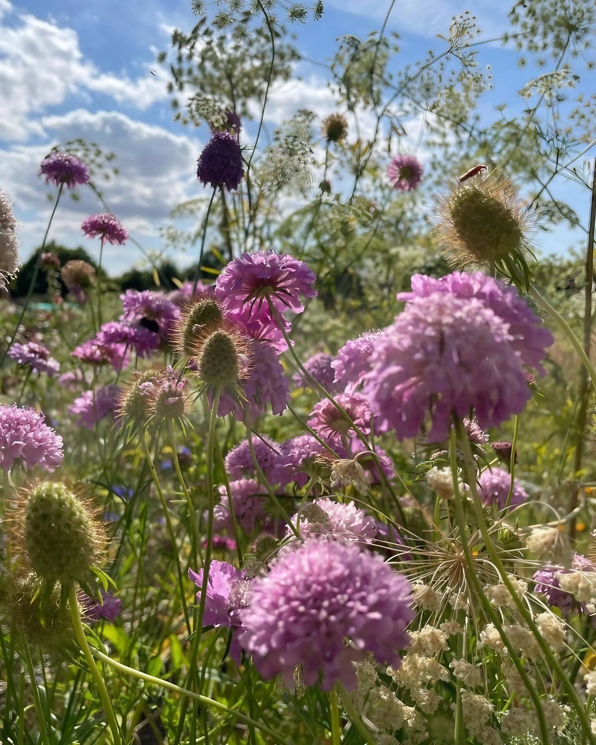 Scabious Imperial Mix - REGN