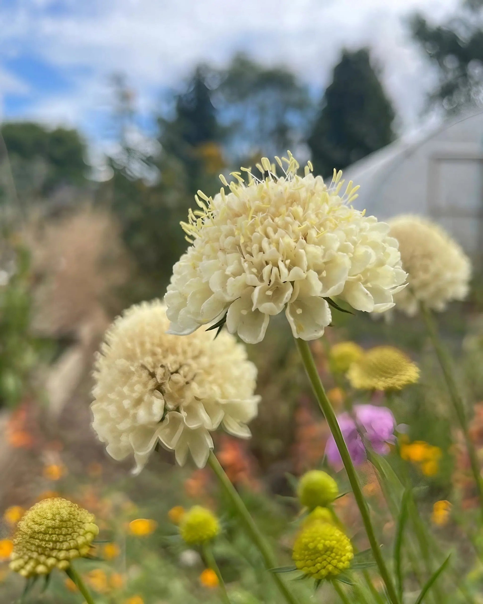 Scabious Imperial Mix - REGN