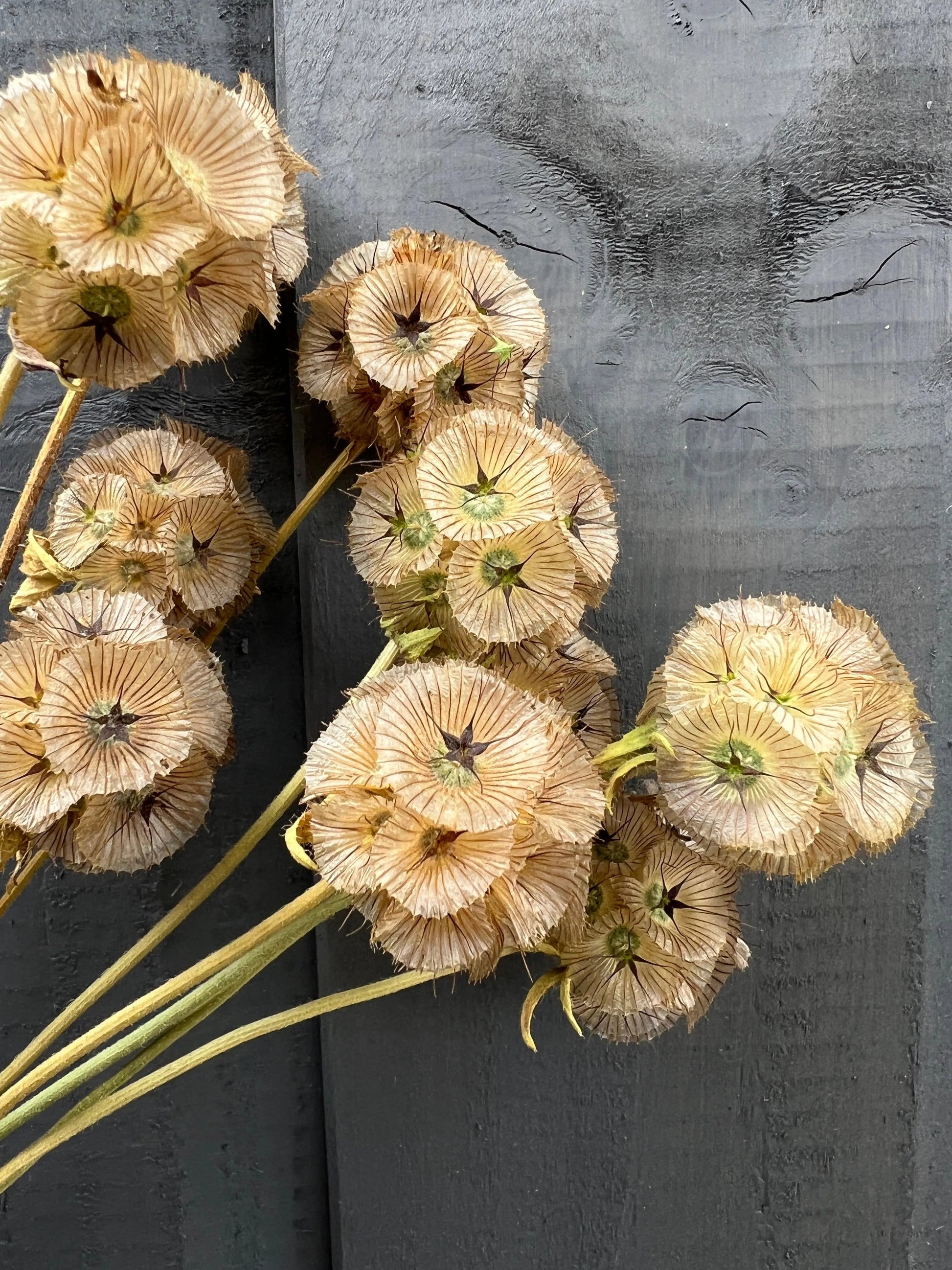 Scabious Stellata Seed Heads Dried - REGN