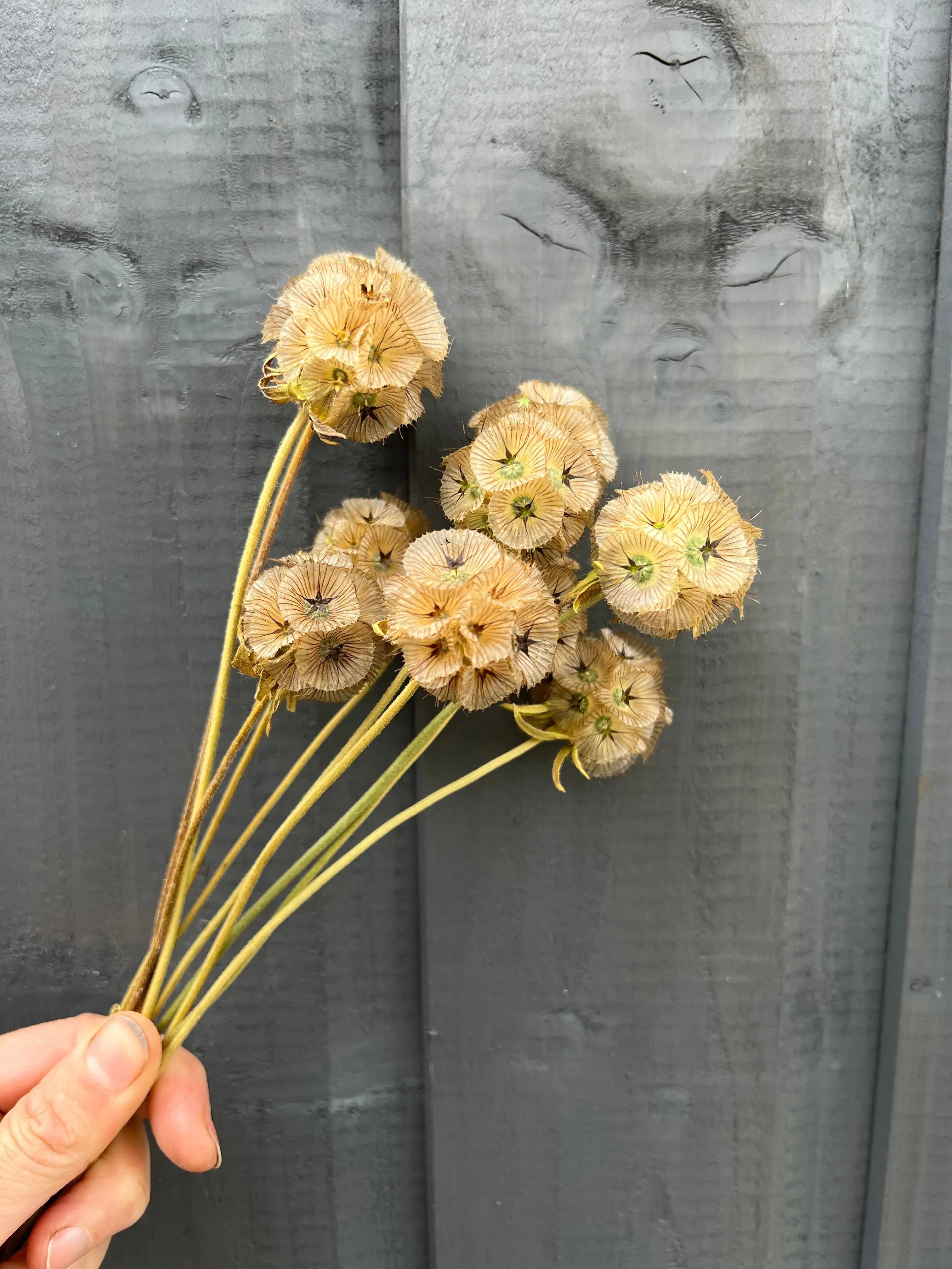 Scabious Stellata Seed Heads Dried - REGN