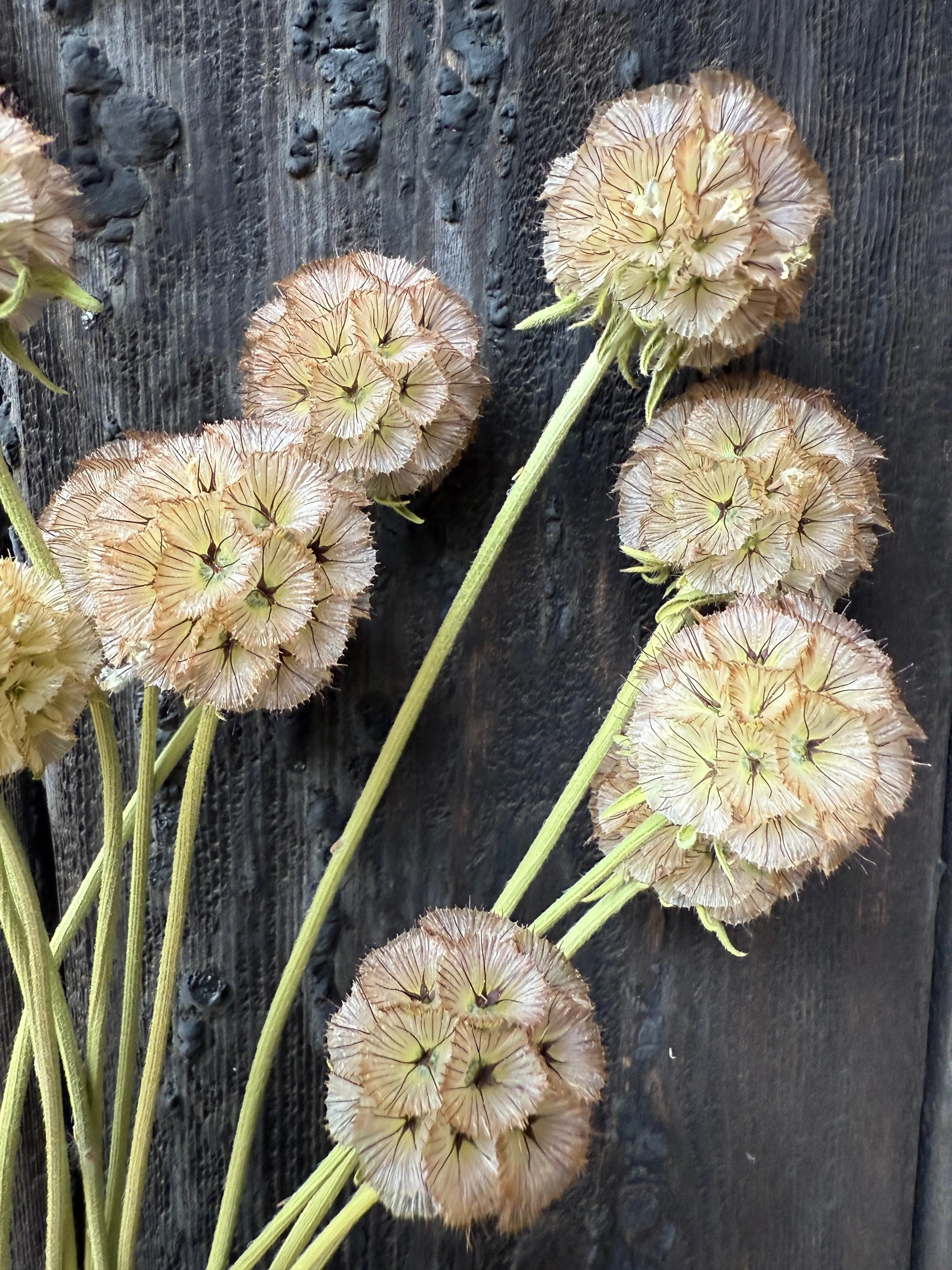 Scabious Stellata Seed Heads Dried - REGN