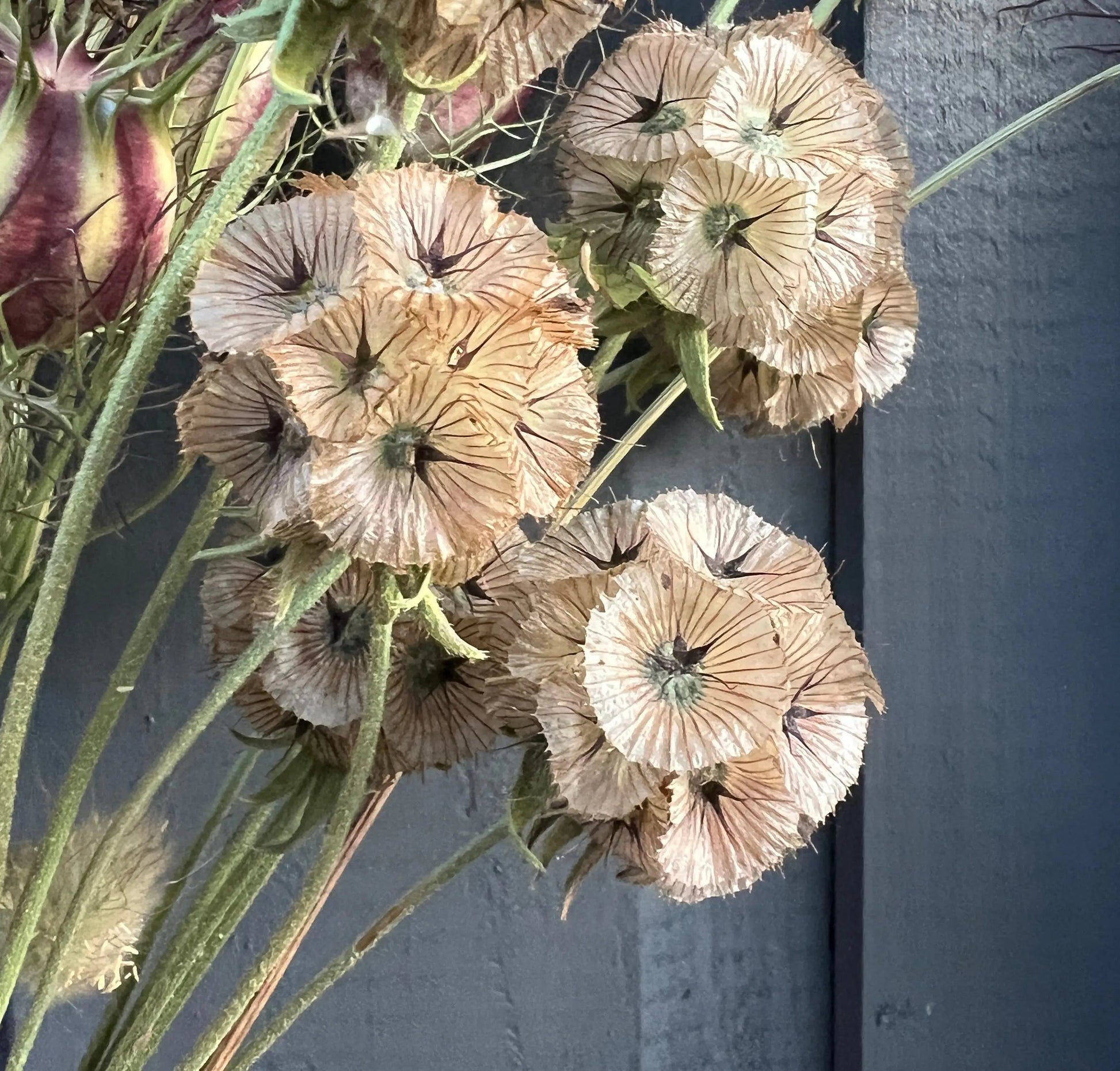 Scabious Stellata Seed Heads Dried - REGN