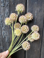 Scabious Stellata Seed Heads Dried - REGN