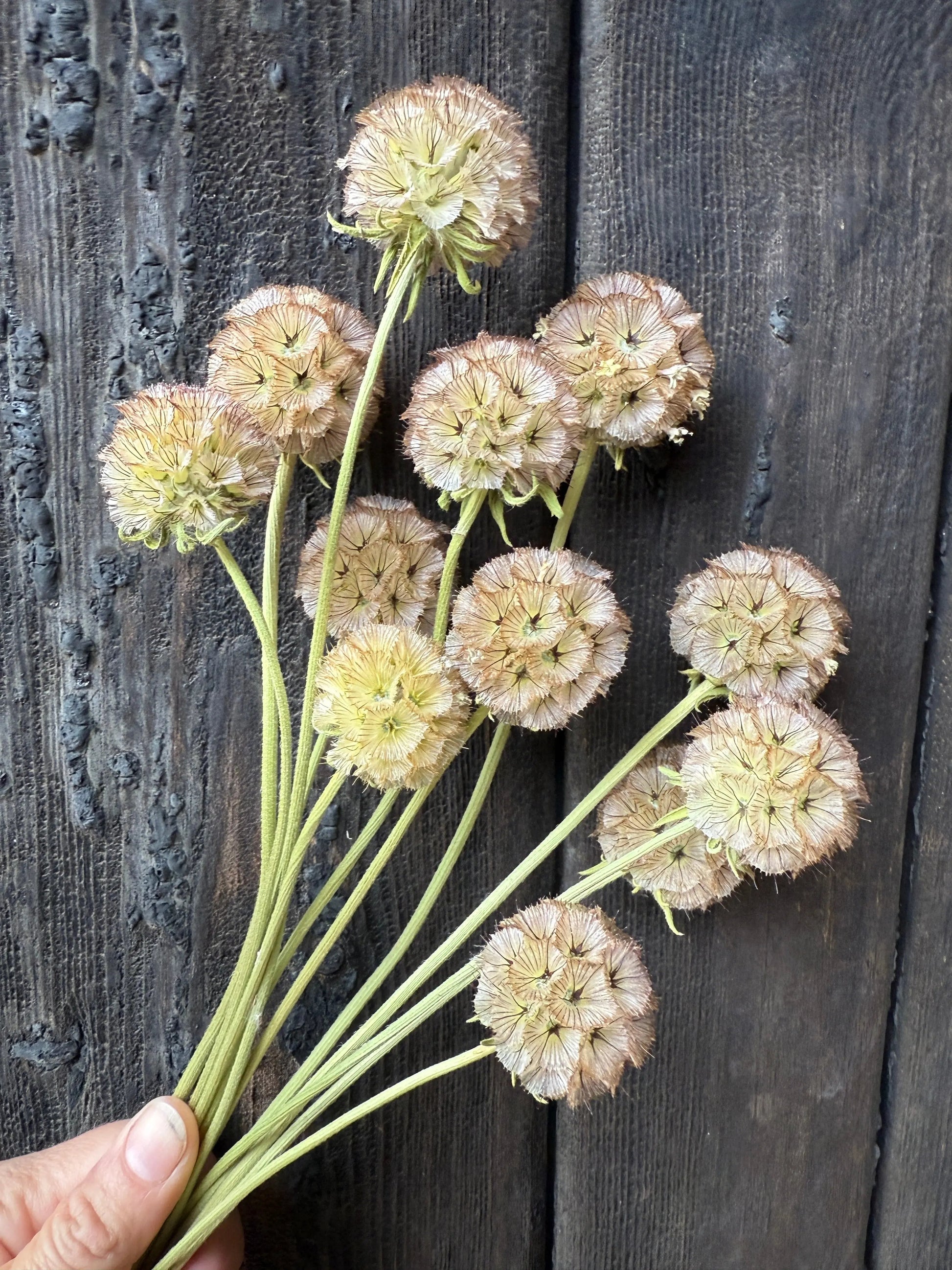 Scabious Stellata Seed Heads Dried - REGN