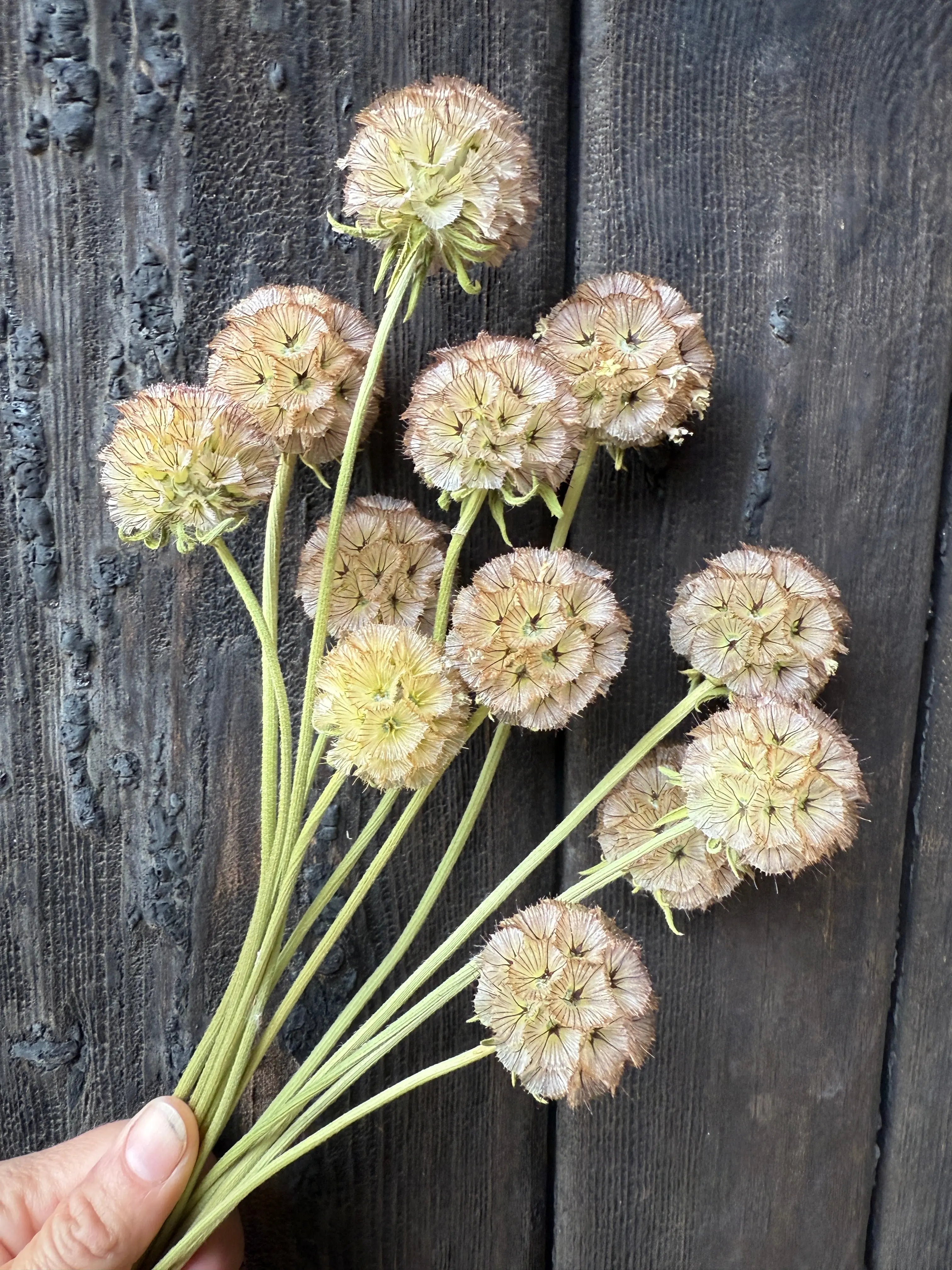 Scabious Stellata Seed Heads Dried - REGN