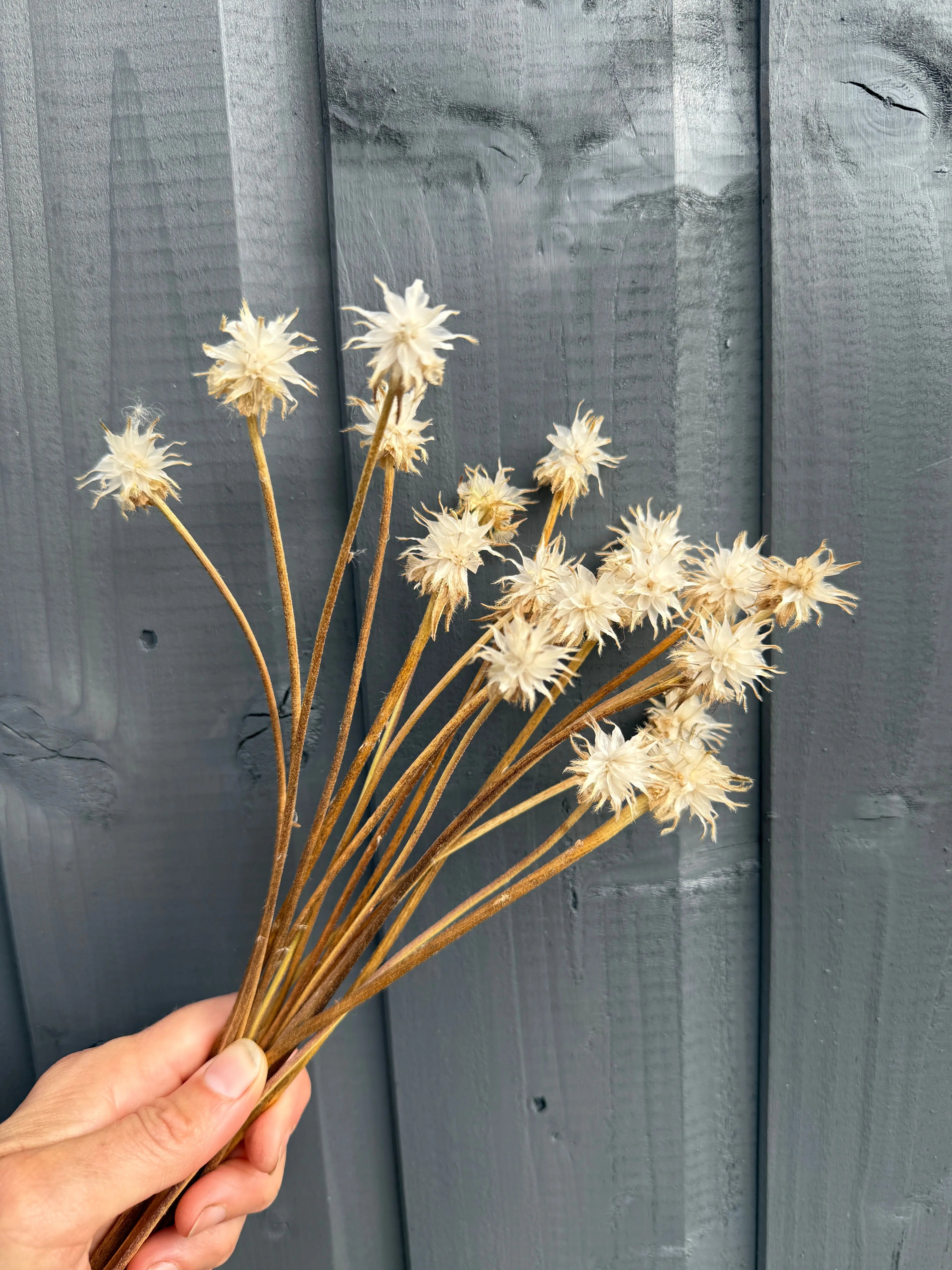 Scabious Stellata Stars Dried - REGN