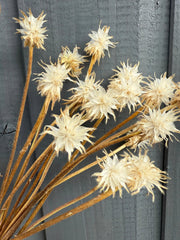 Scabious Stellata Stars Dried - REGN
