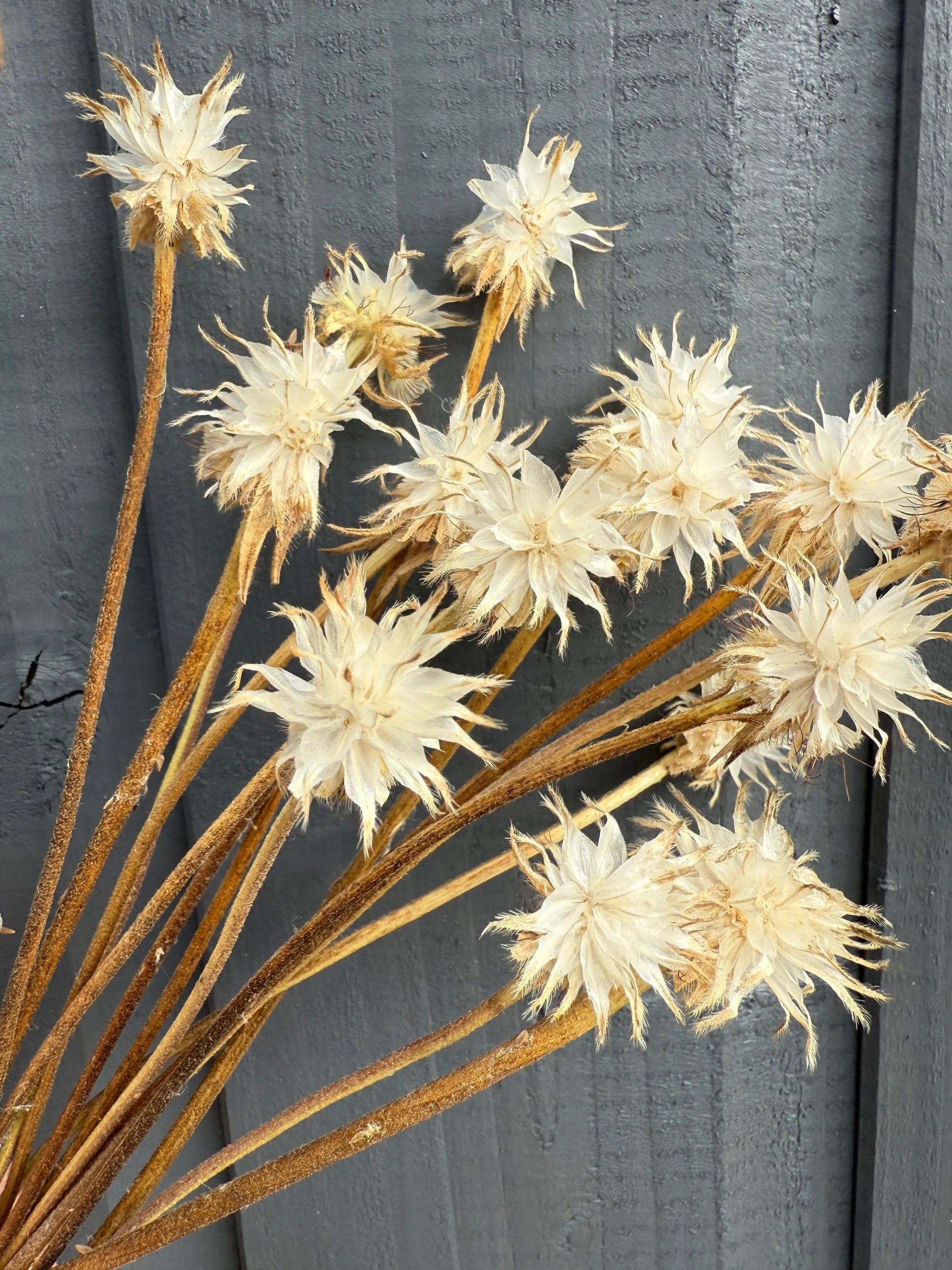 Scabious Stellata Stars Dried - REGN