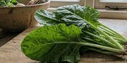 Spinach Perpetual - REGN